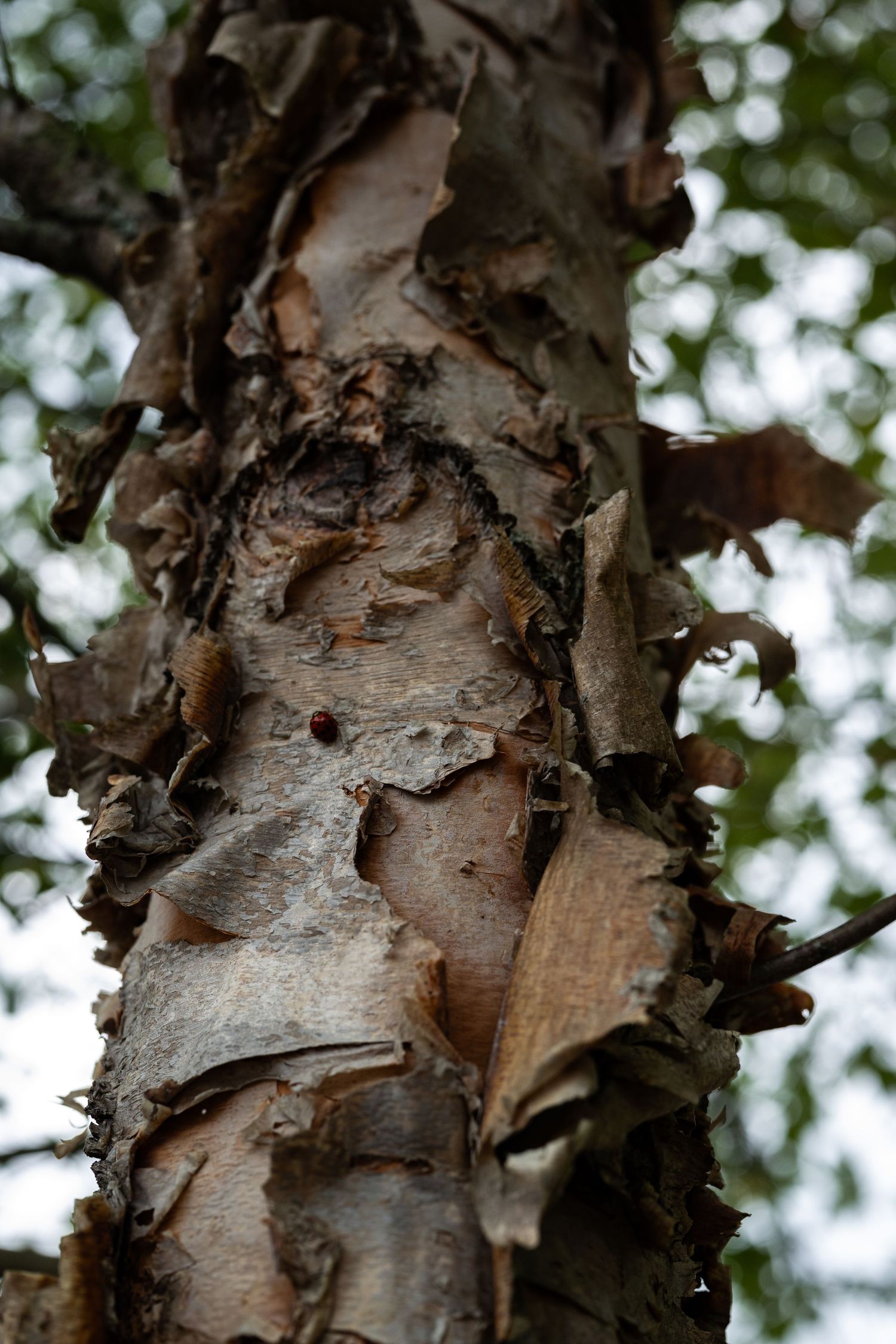 Close-up of peeling birch tree bark with a small ladybug, set against a blurred green forest background by Ashley Renee Gallery.
