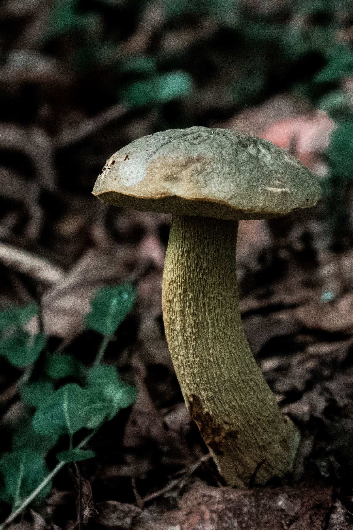 A solitary wild mushroom with a gray-brown cap grows from the forestfloor surrounded by leaves and small green plants by AshleyRenee Gallery