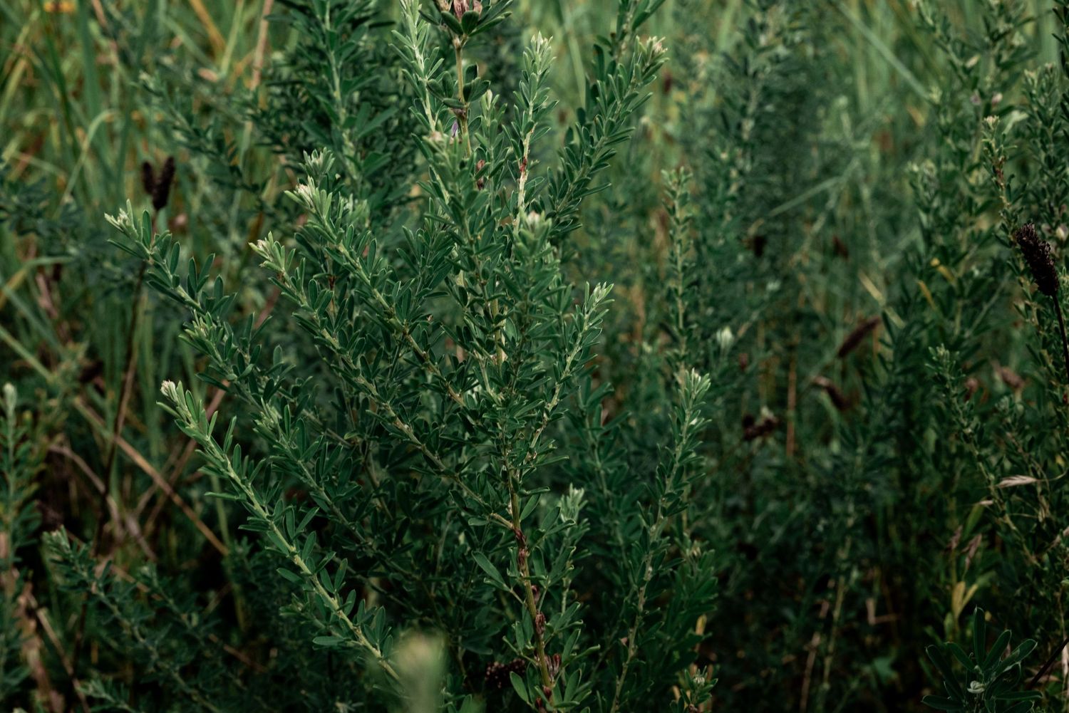 Dense green rosemary shrub with needle-like leaves growing in a natural outdoor garden setting by Ashley Renee Gallery.