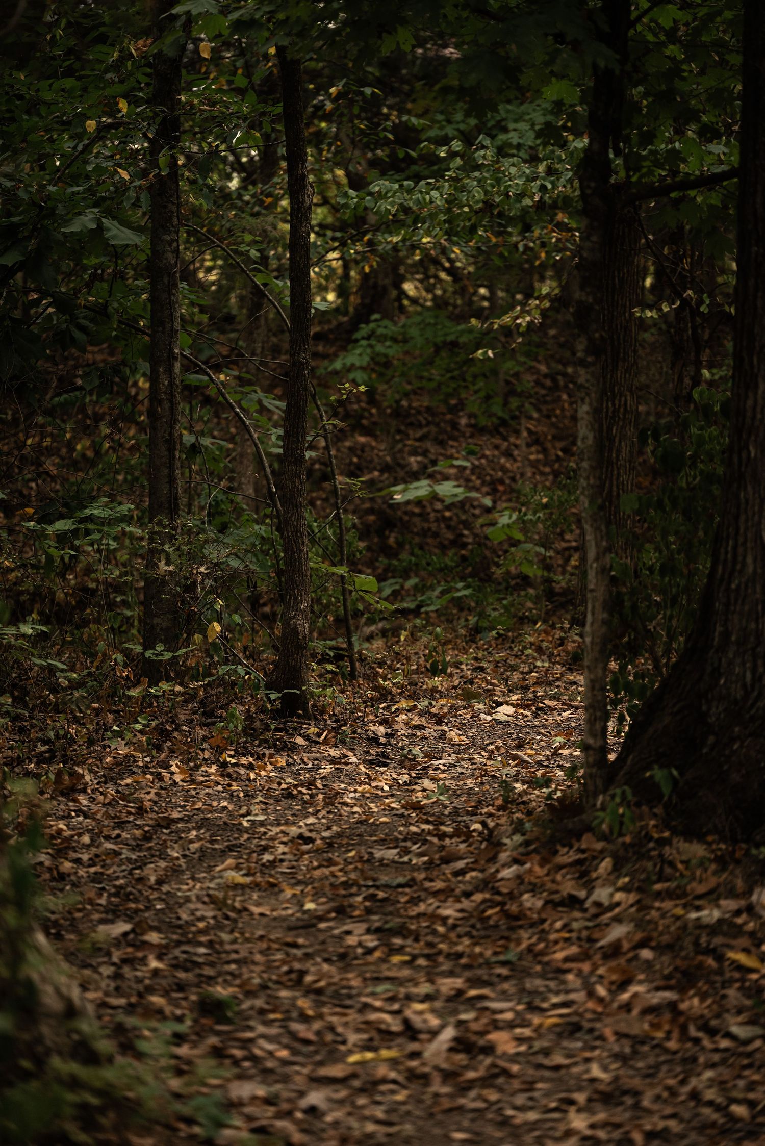 A dark forest path covered in fallen autumn leaves winds between tall trees in a moody woodland setting.