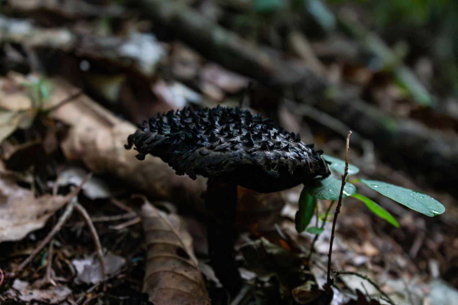 A dark black spiky mushroom growing on a forest floor surrounded by fallen leaves and green plants by Ashley Renee Gallery.