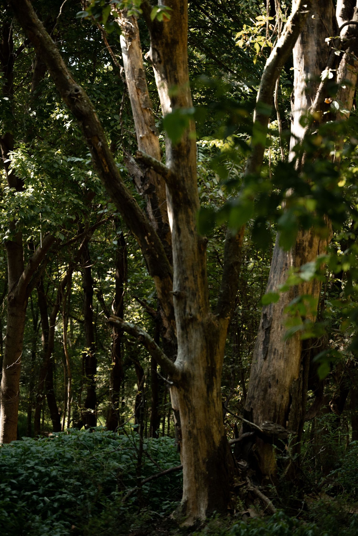 Sunlit tree trunks with pale bark stand in a lush dense green forest with dappled light filtering through the canopy by Ashley Renee Gallery