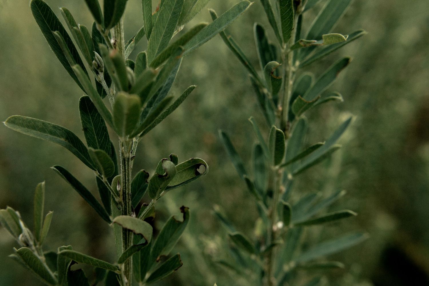 Close-up of green olive tree branches with small buds and narrow leaves in soft natural light by Ashley Renee Gallery.