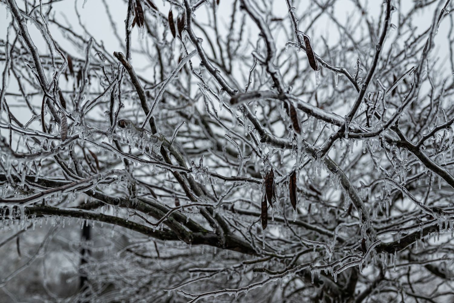 Ice-covered tree branches glistening in winter, creating a frozen crystalline landscape against a gray sky by Ashley Renee Gallery.