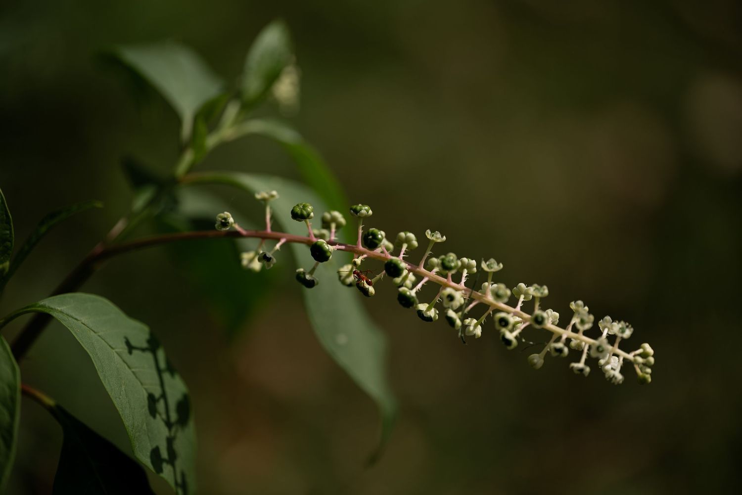 Close-up of a delicate white flowering plant spike with green leaves against a dark bokeh background.