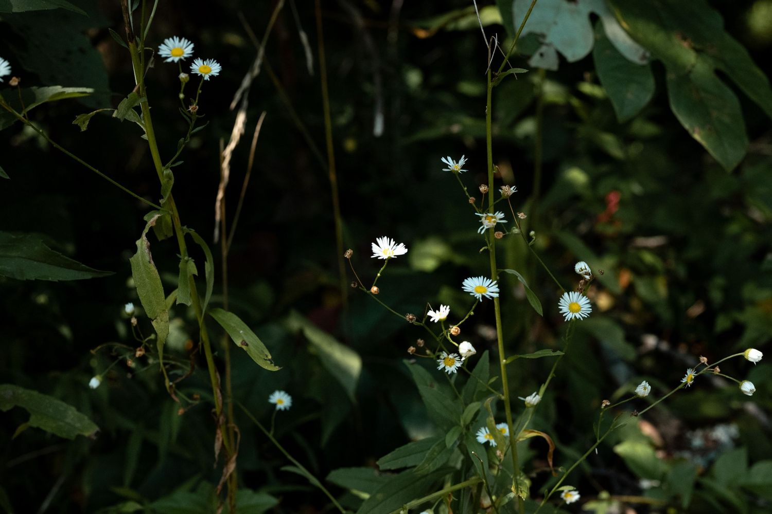 Small white wildflowers and green stems grow in a dark, lush garden setting by Ashley Renee Gallery.