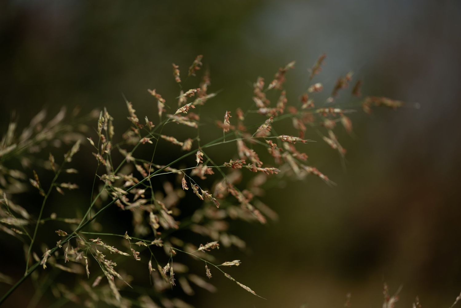Close-up of delicate wild grass seed heads with bokeh green background in soft natural light.