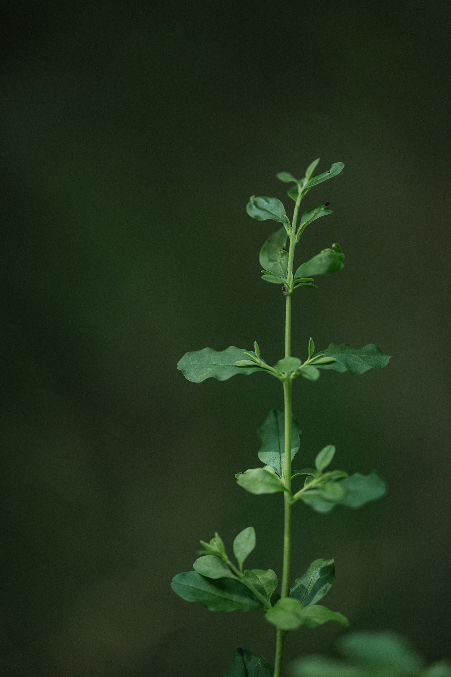 Close-up of a green plant stem with small lobed leaves against a dark bokeh background by Ashley Renee Gallery.