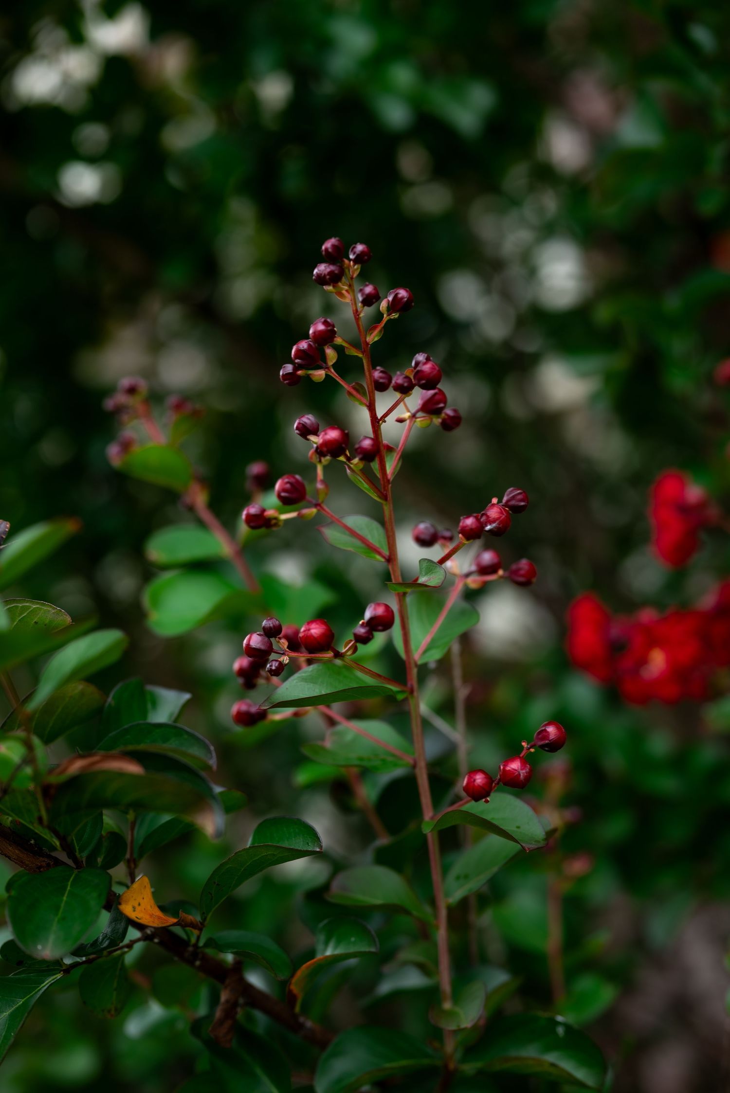 Close-up of red berry buds on a slender branch surrounded by lush green leaves in a garden setting.