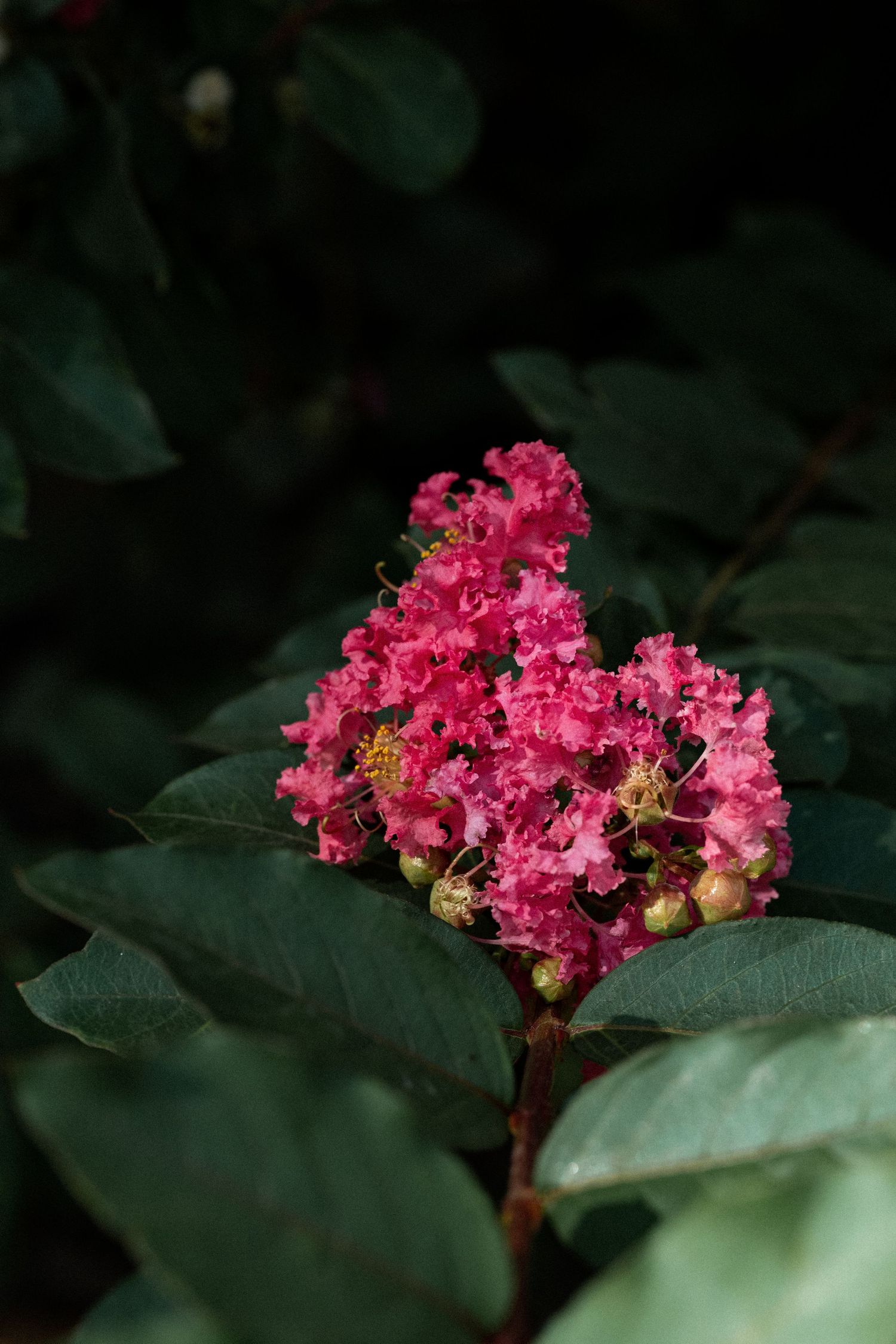 Vibrant pink crepe myrtle flowers bloom against dark green glossy leaves in a lush garden setting by Ashley Renee Gallery.