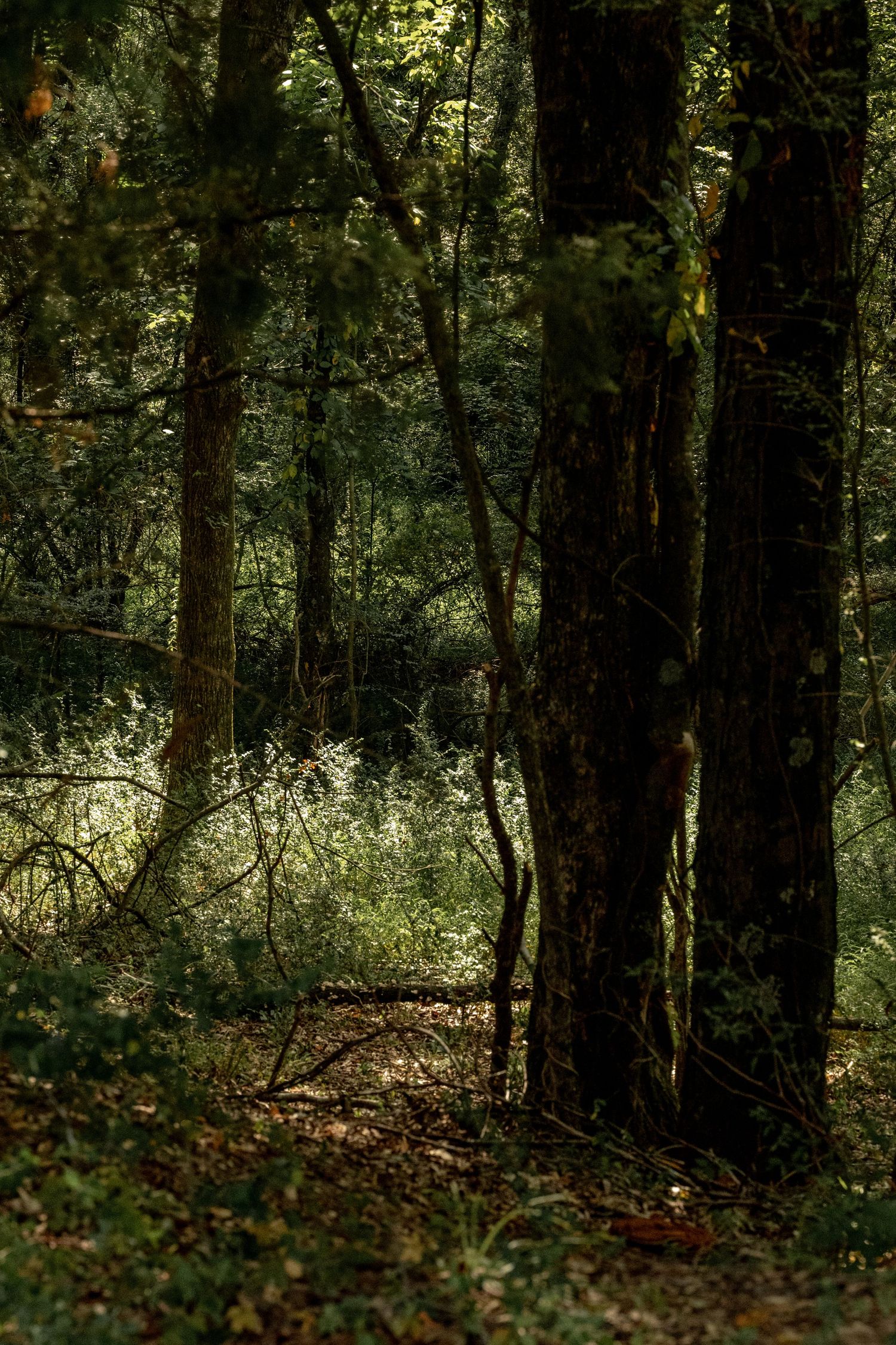 Dense forest with tall dark tree trunks, lush green undergrowth, and dappled sunlight filtering through the canopy by Ashley Renee Gallery.
