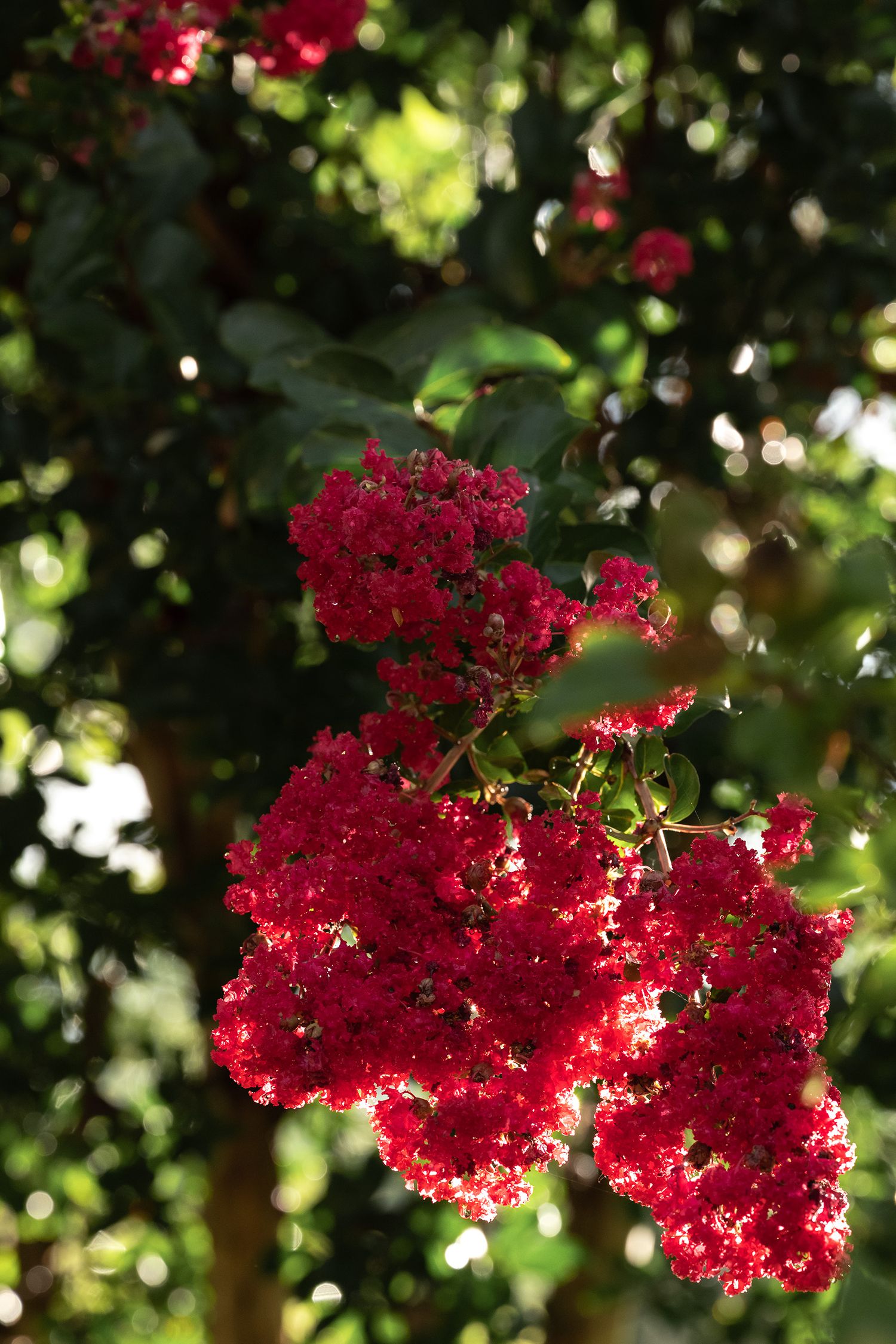 Vibrant red crepe myrtle flowers blooming on a tree with lush green foliage in bright sunlight by Ashley Renee Gallery.