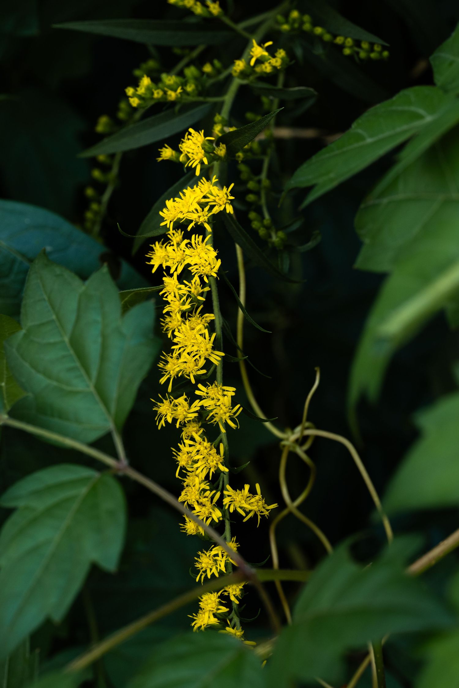 Cluster of bright yellow wildflowers blooming on a vine surrounded by lush green leaves in a natural garden setting by Ashley Renee Gallery.