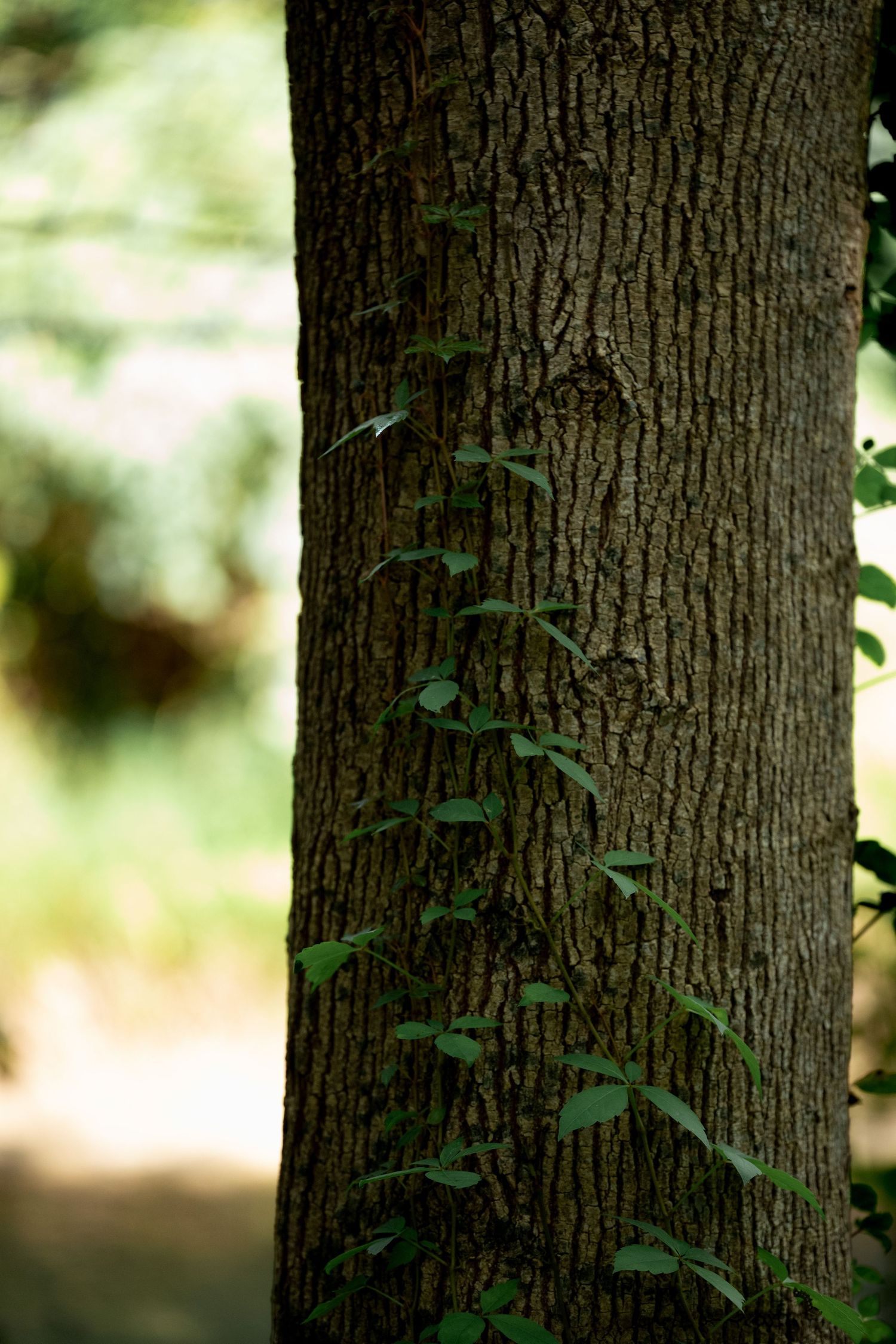 Close-up of a tree trunk with green ivy vines climbing upward in a shaded forest setting by Ashley Renee Gallery.