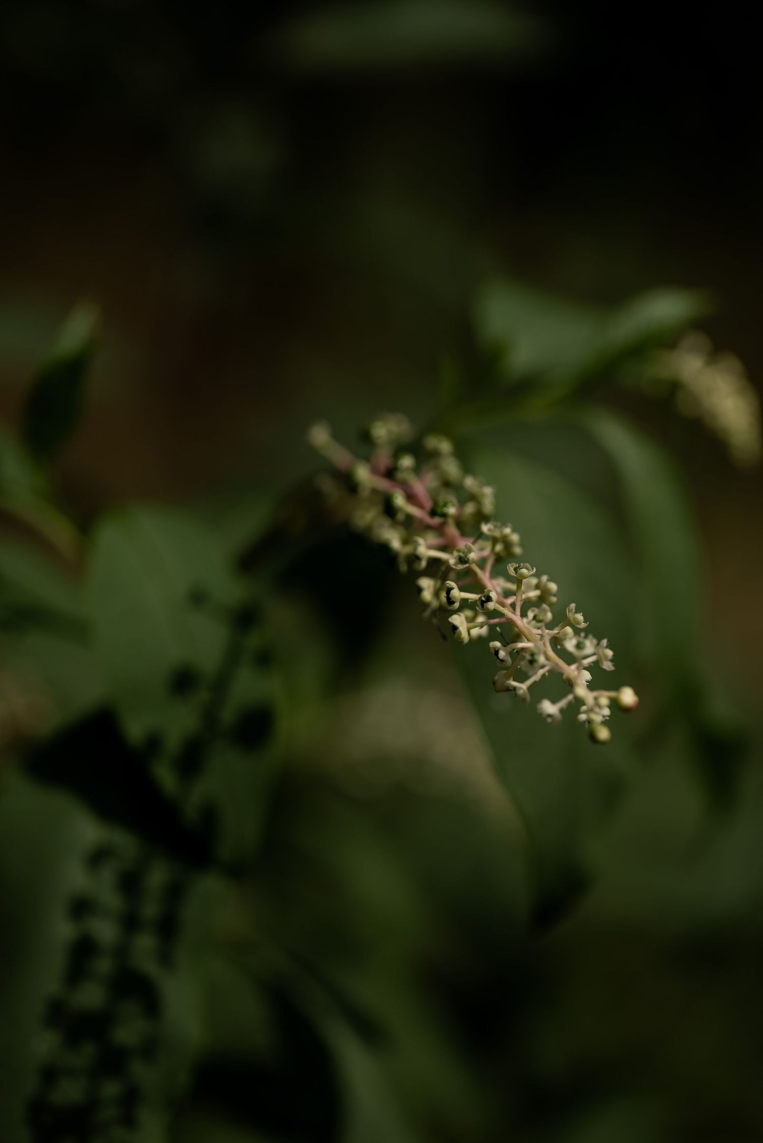 Close-up of a delicate flowering plant sprig with tiny buds against a dark green leafy background.