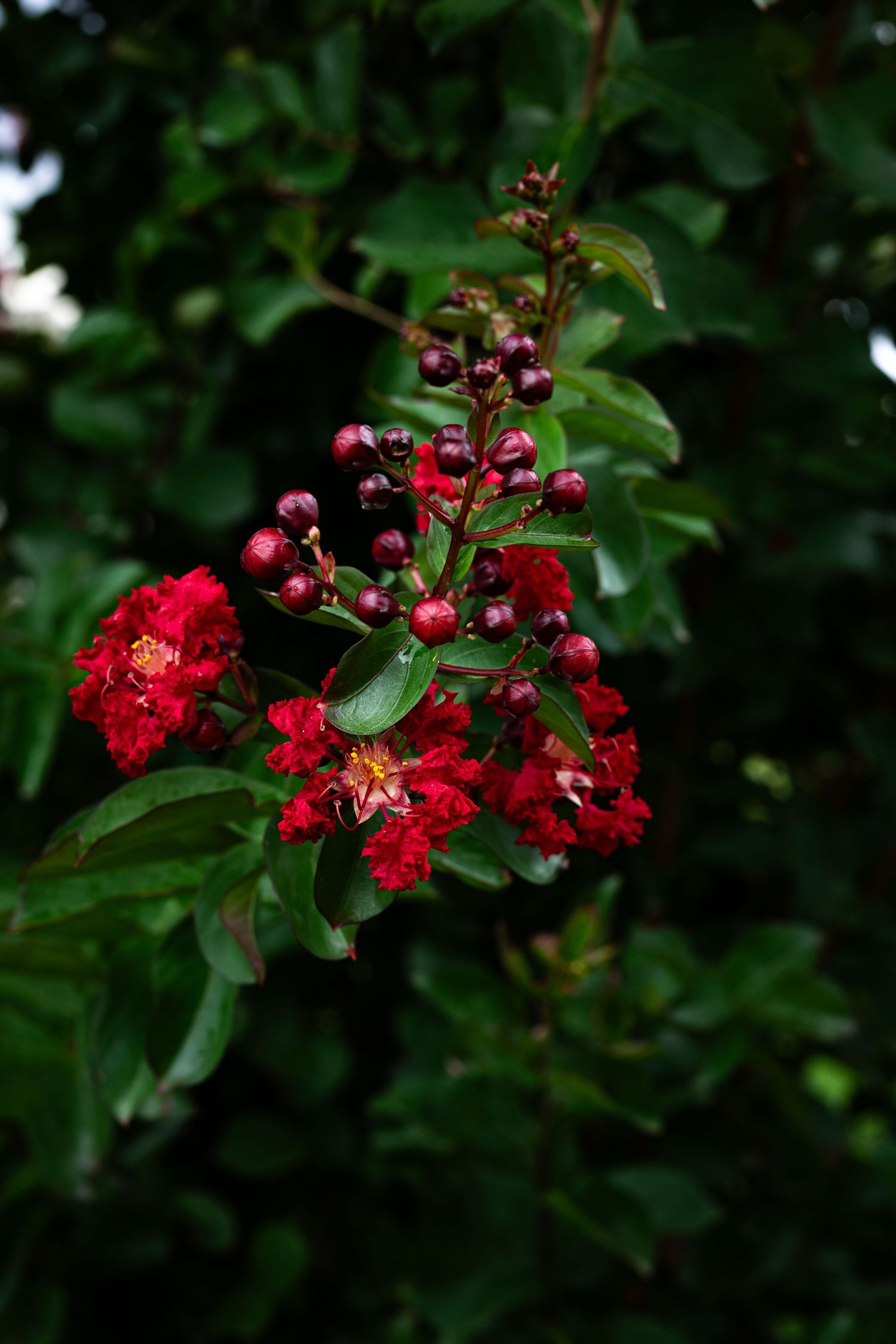 Red crape myrtle flowers and dark buds bloom on green branches in a lush garden setting by Ashley Renee Gallery.