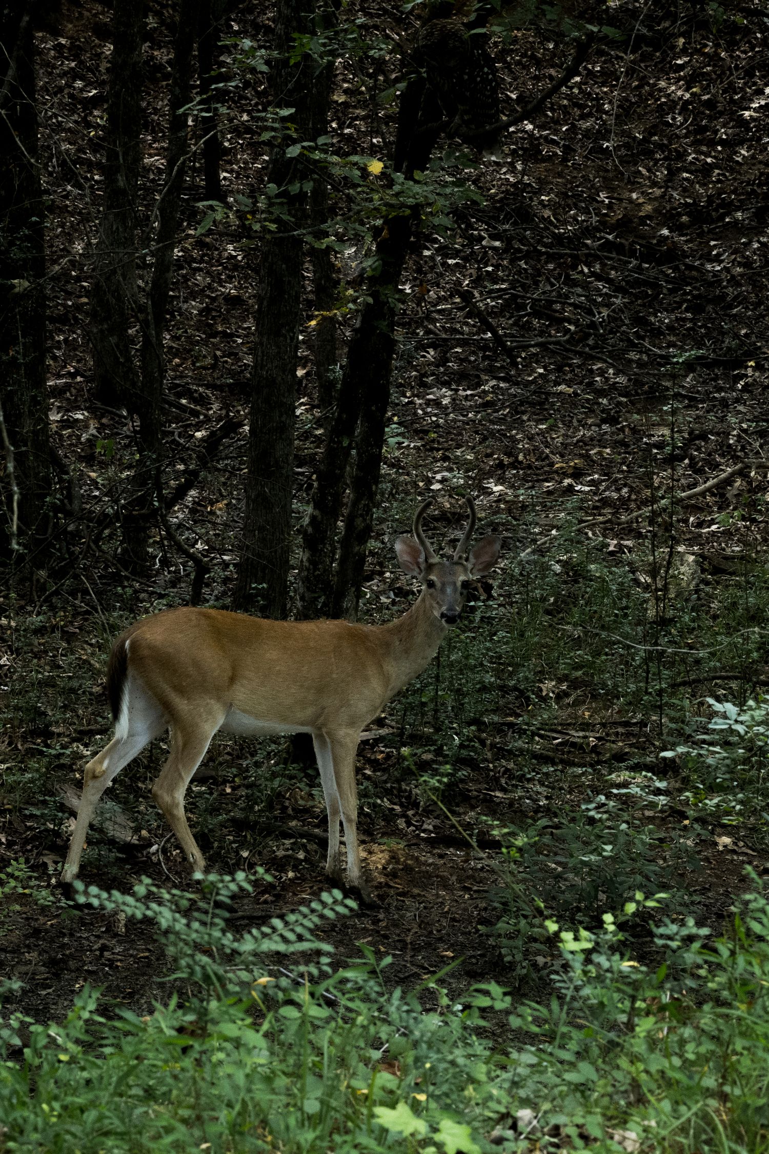 A young white-tailed deer stands alert in a dense forest, surrounded by green undergrowth and dark trees by Ashley Renee Gallery.