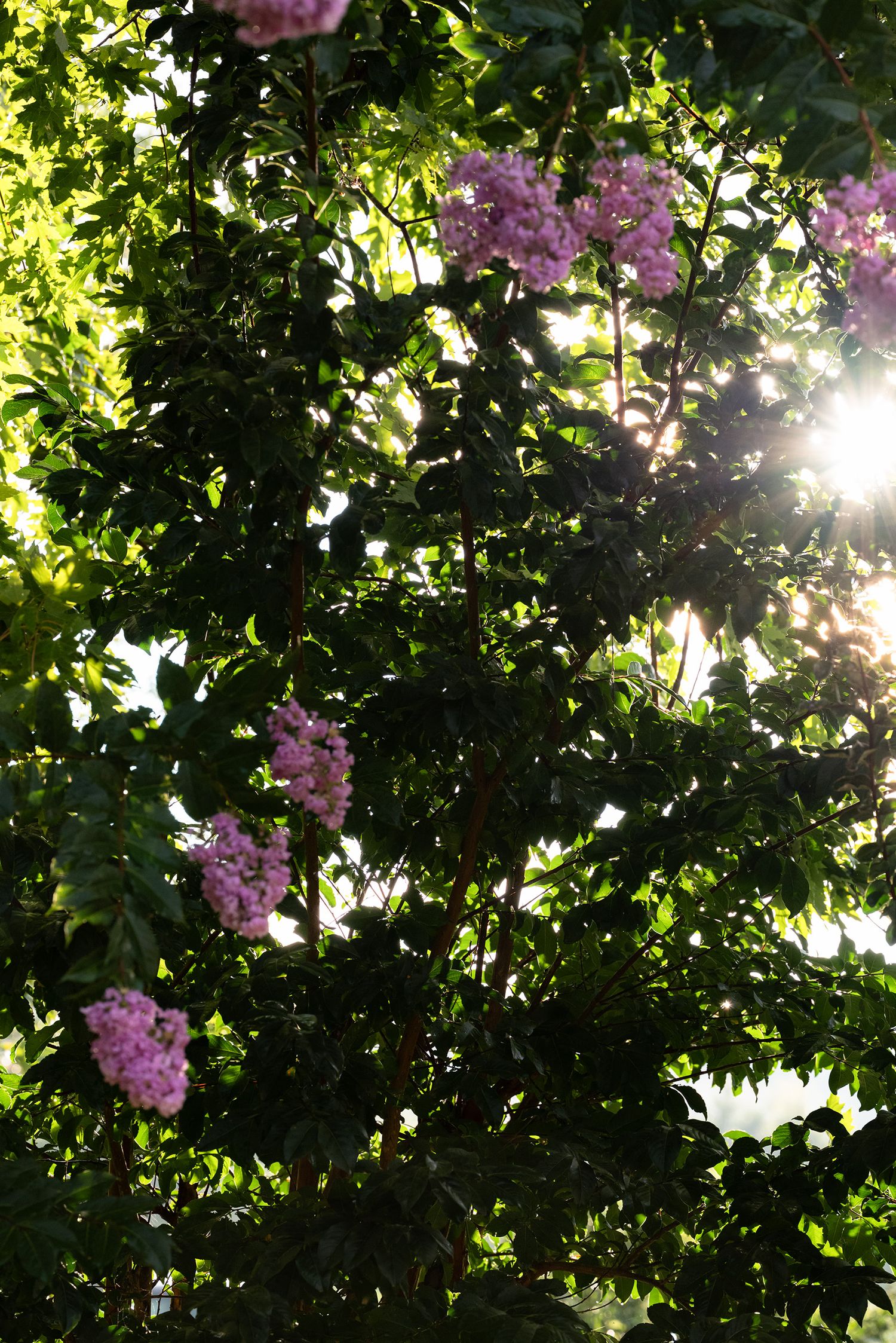 Sunlight filters through lush green foliage with clusters of pink flowers blooming on branches in a garden setting by Ashley Renee Gallery.