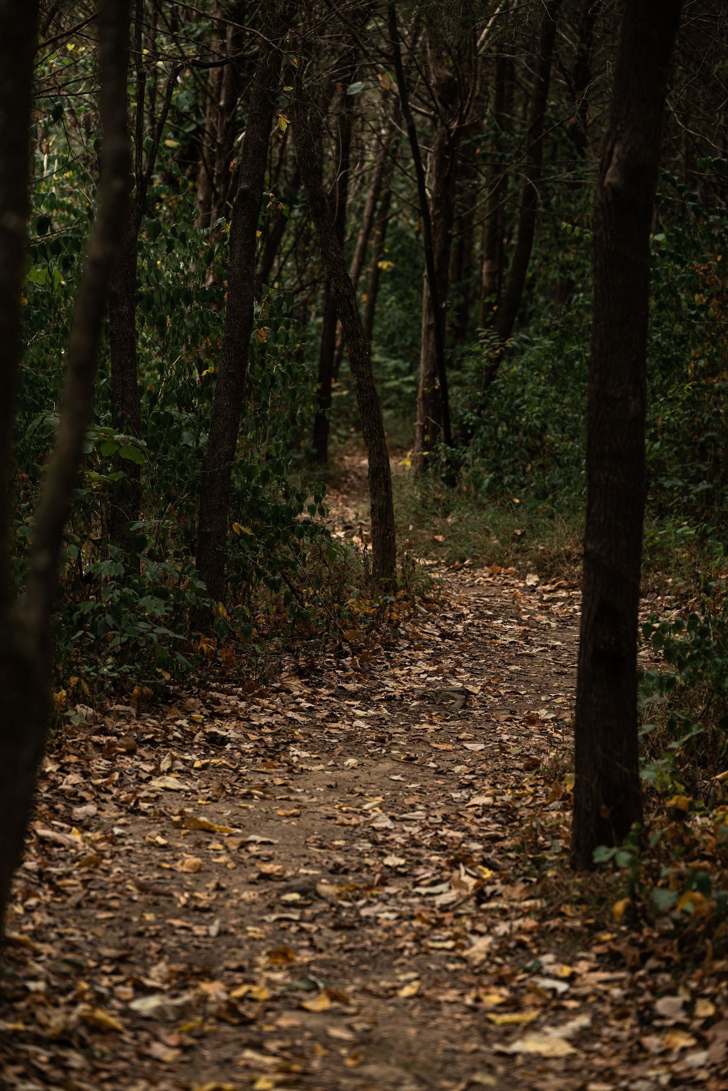 A narrow forest trail covered in fallen autumn leaves winds through dark, dense woodland trees.