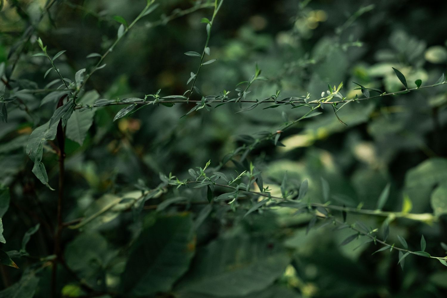 Close-up of green plant branches with small leaves in a lush, dark garden setting.