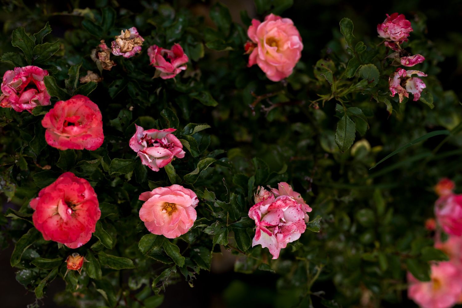 Lush pink roses in full bloom surrounded by dark green foliage in a garden setting.