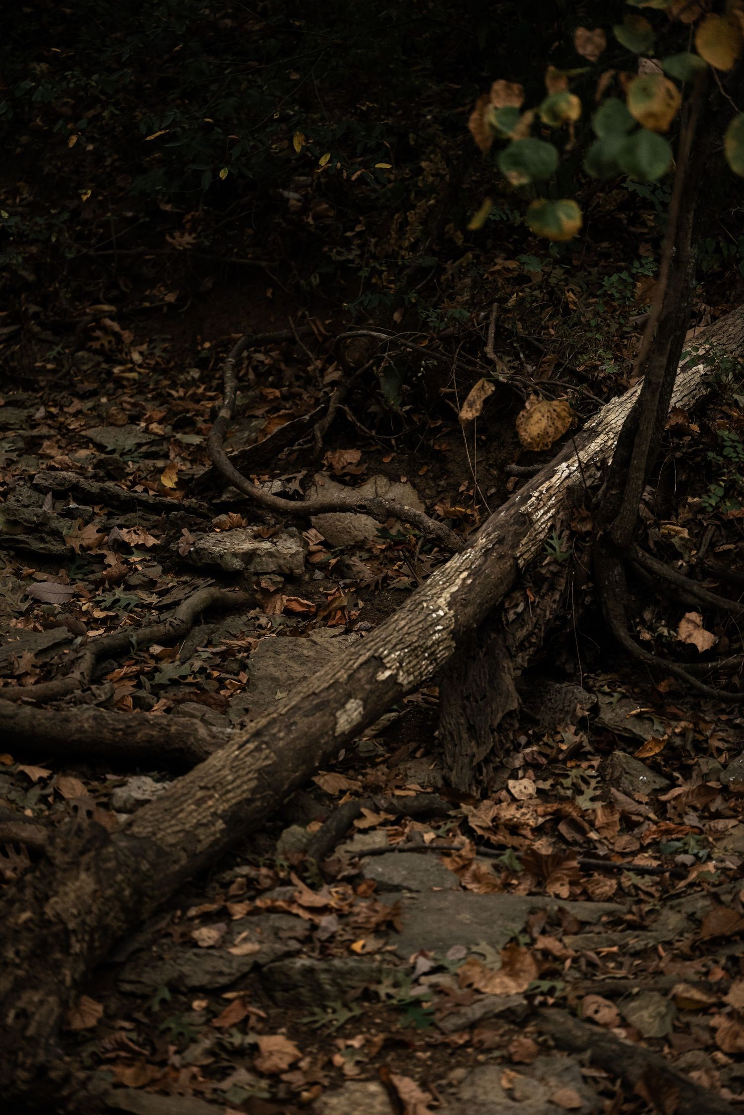 Dark forest floor with fallen tree trunk, exposed roots, and scattered autumn leaves in a shadowy woodland setting.