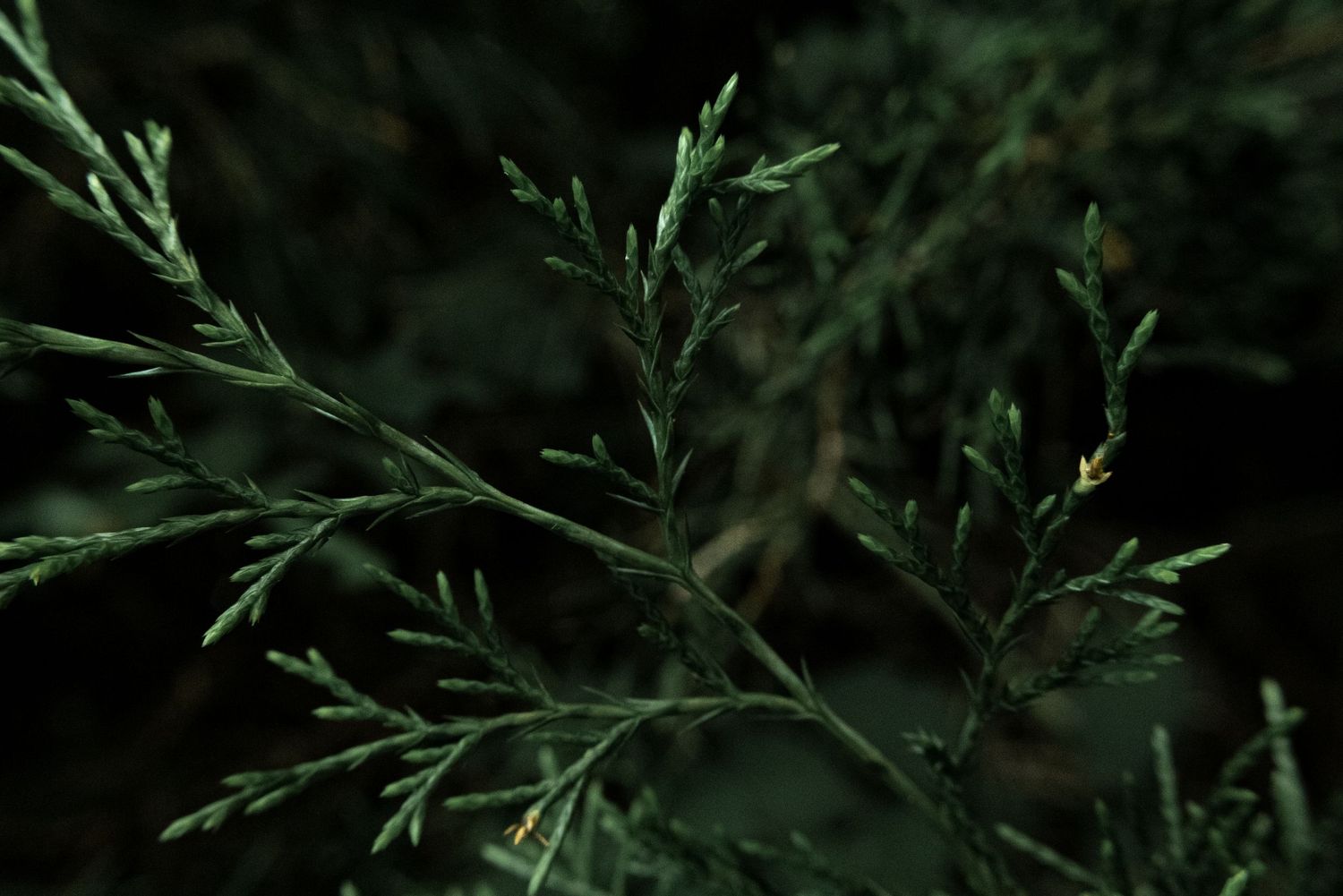 Close-up of dark green juniper branches with delicate needle-like foliage against a dark background by Ashley Renee Gallery.