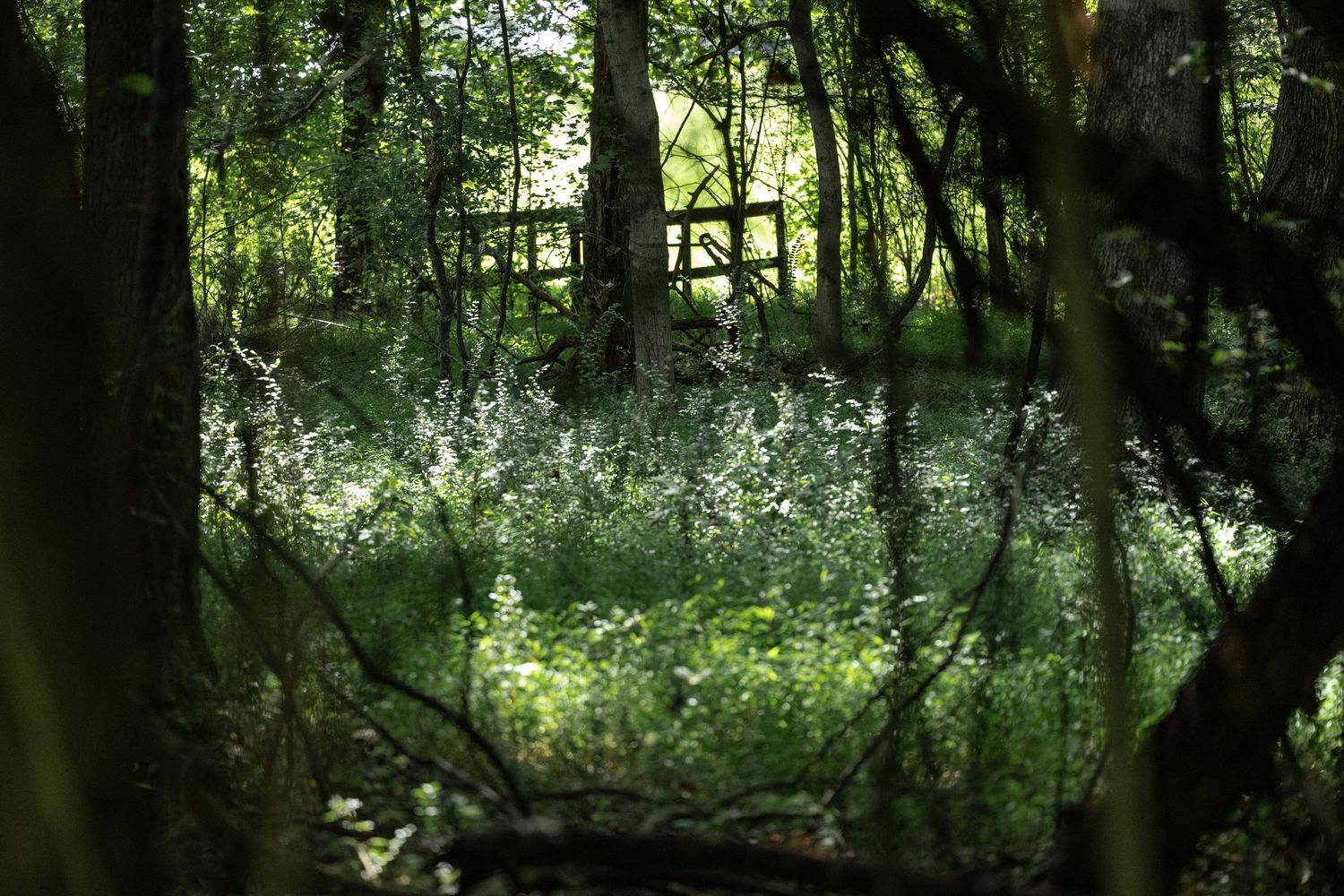 Dense woodland with sunlight filtering through trees, revealing a rustic wooden gate surrounded by lush undergrowth by Ashley Renee Gallery.