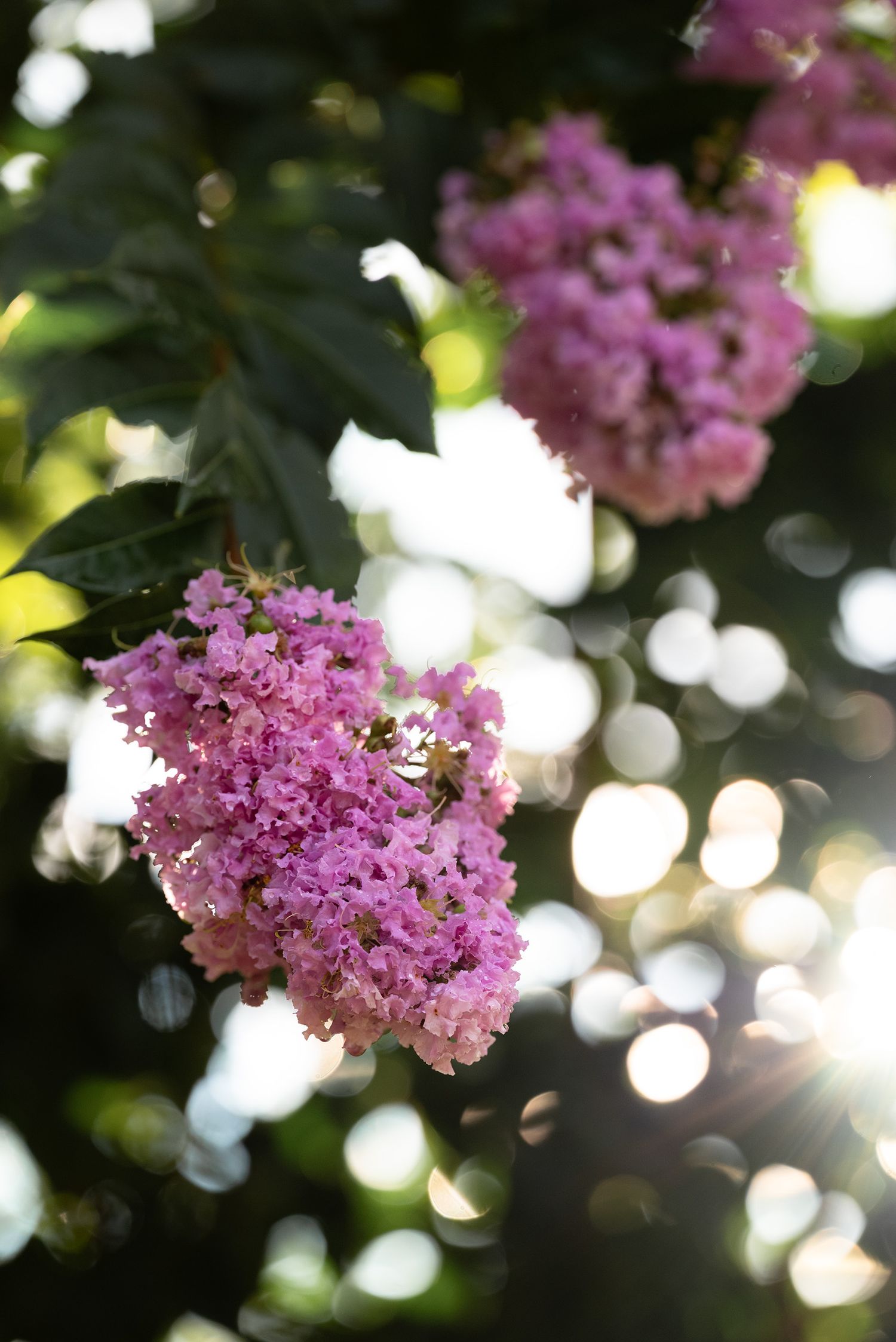Pink crepe myrtle flowers blooming on a tree branch with soft bokeh sunlight filtering through green leaves by Ashley Renee Gallery.