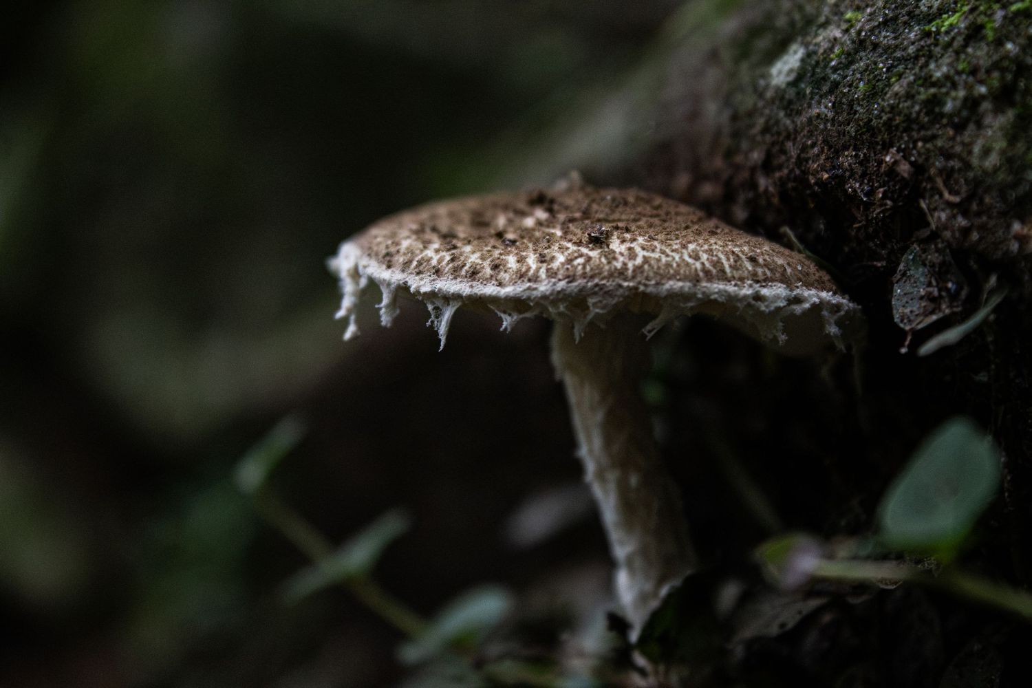 A brown speckled mushroom with a frilled edge growing on a mossy rock in a dark forest by Ashley Renee Gallery.