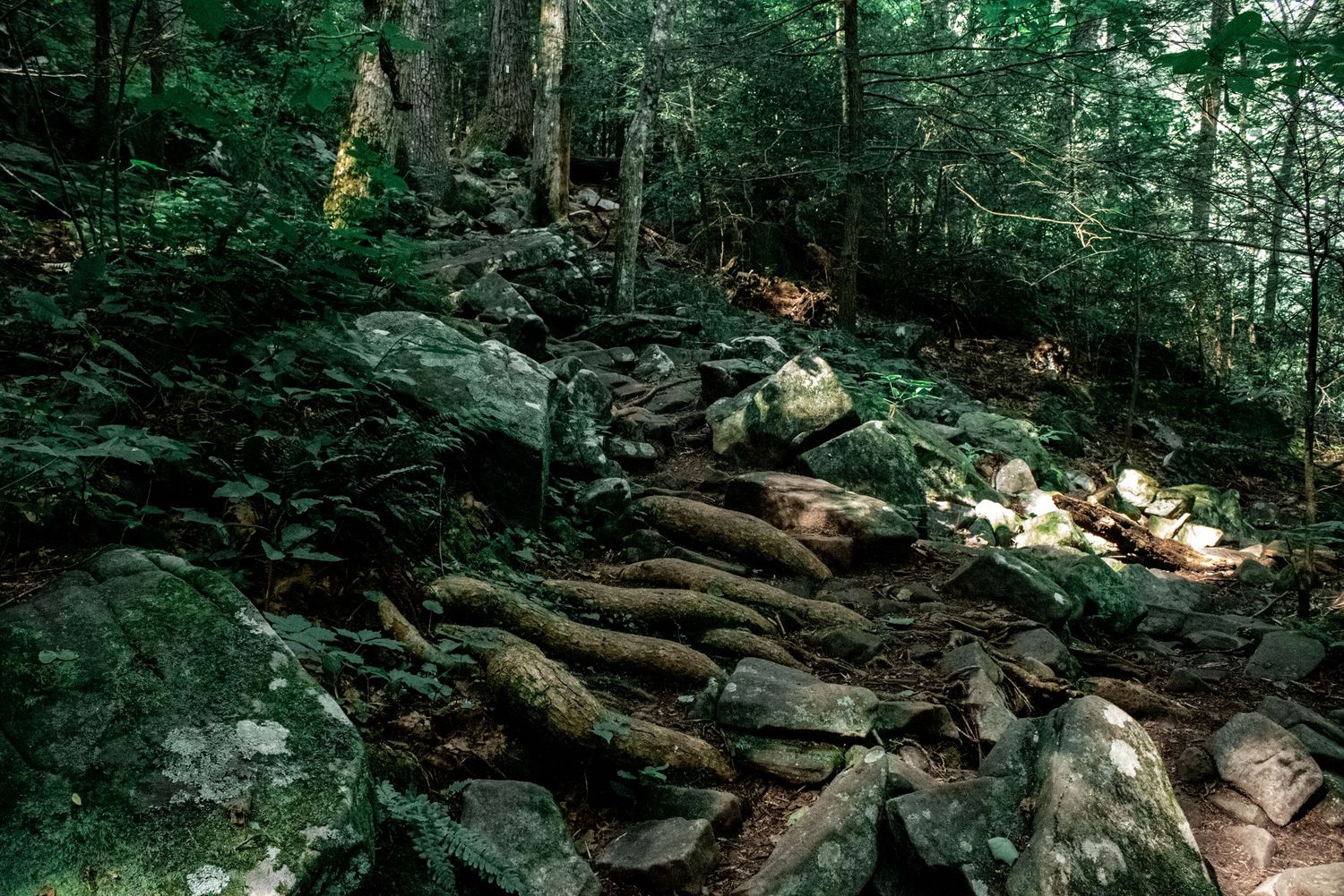 Rocky forest trail with moss-covered stones and wooden log steps winding through a lush green woodland by Ashley Renee Gallery.