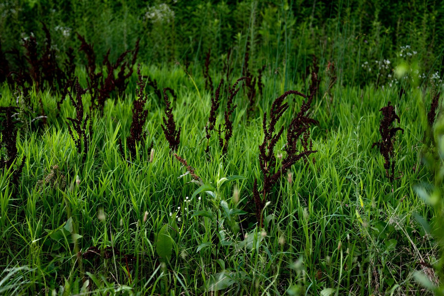 Lush green meadow with dark twisted plant stalks rising among tall grass in a wild natural setting.