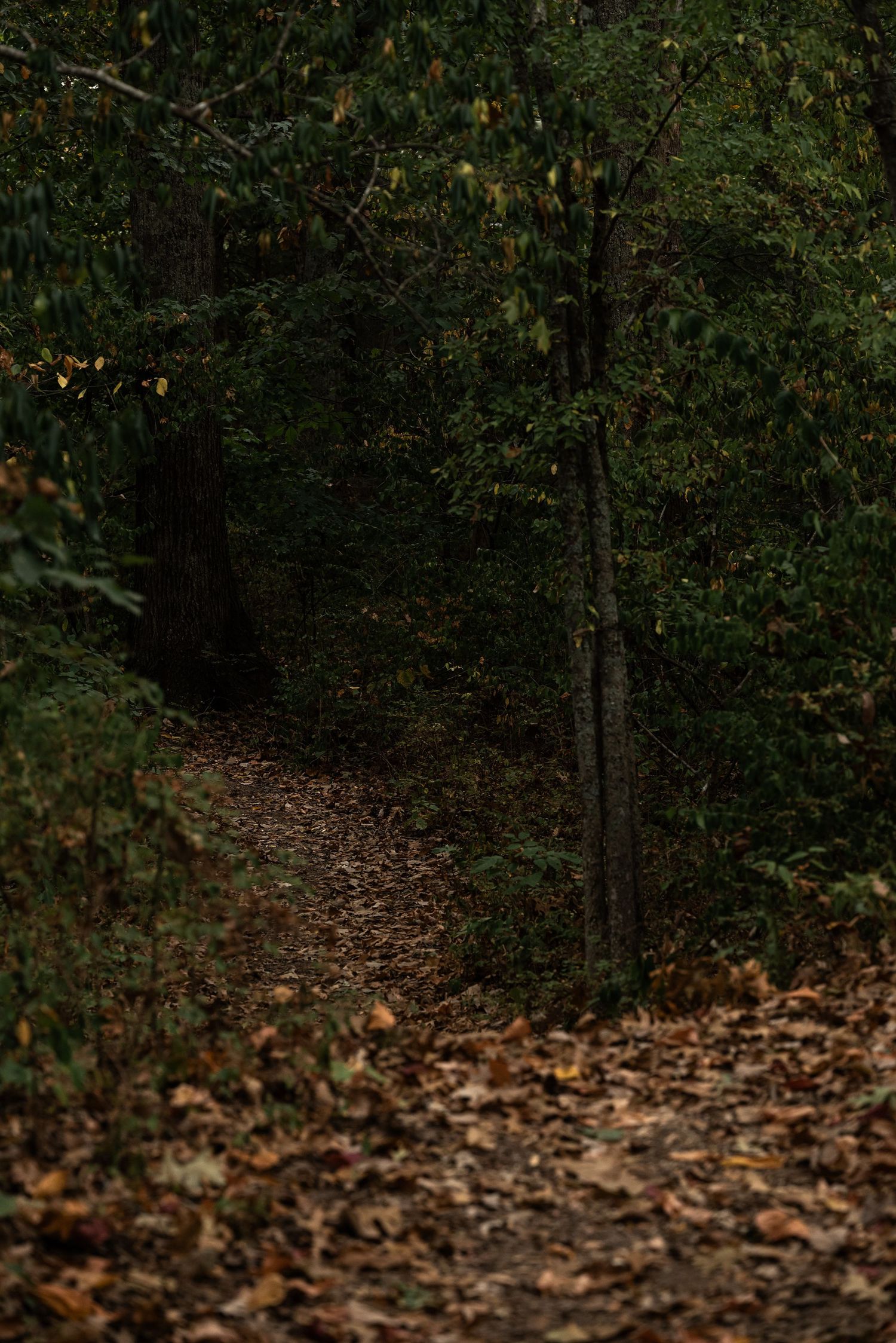 A narrow leaf-covered forest trail winds through dense autumn trees in a dark, moody woodland setting.