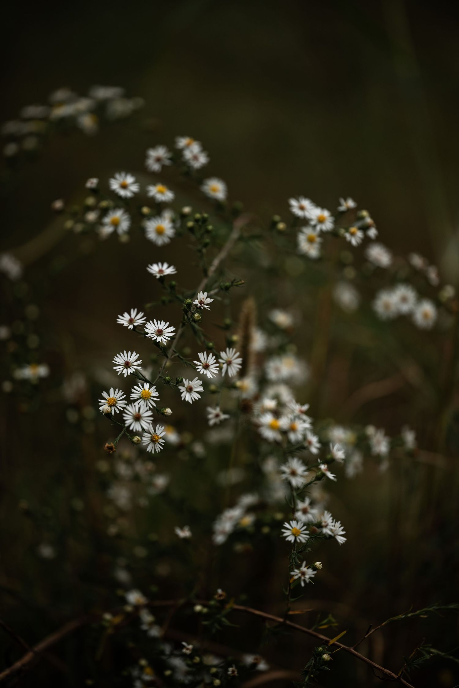 Delicate white wild daisy flowers with yellow centers bloom on green stems against a dark moody background.