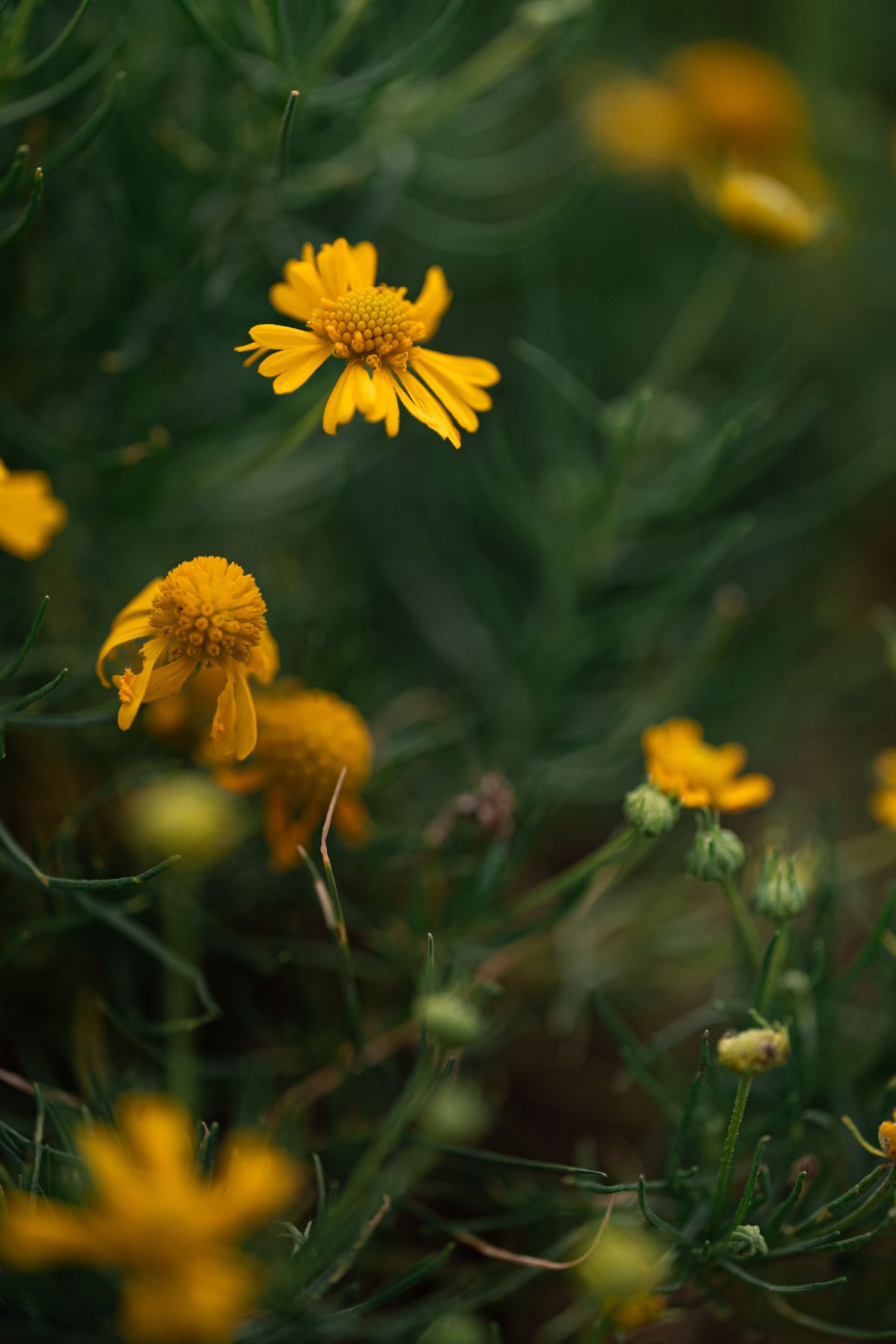 Vibrant yellow wildflowers with green foliage in a natural garden setting, captured with shallow depth of field by Ashley Renee Gallery.