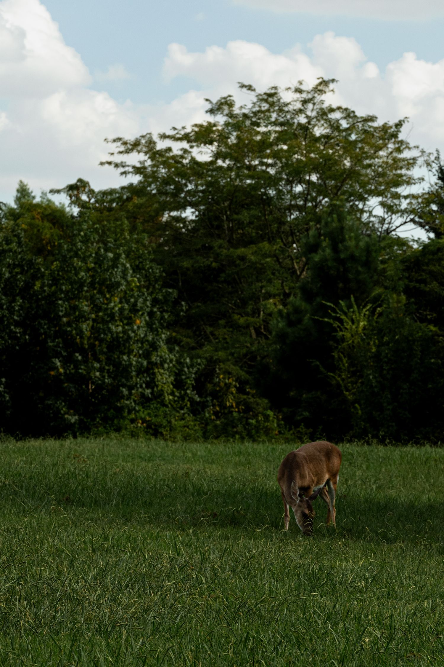 A lone deer grazes on lush green grass in an open field with dense trees and a partly cloudy sky in the background by Ashley Renee Gallery.