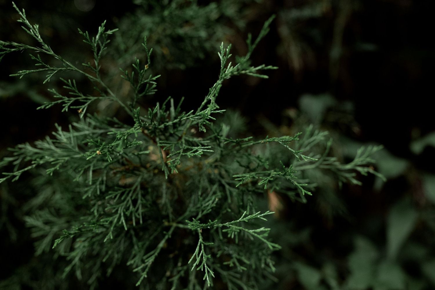Close-up of dark green juniper branches with feathery foliage against a dark background by Ashley Renee Gallery.