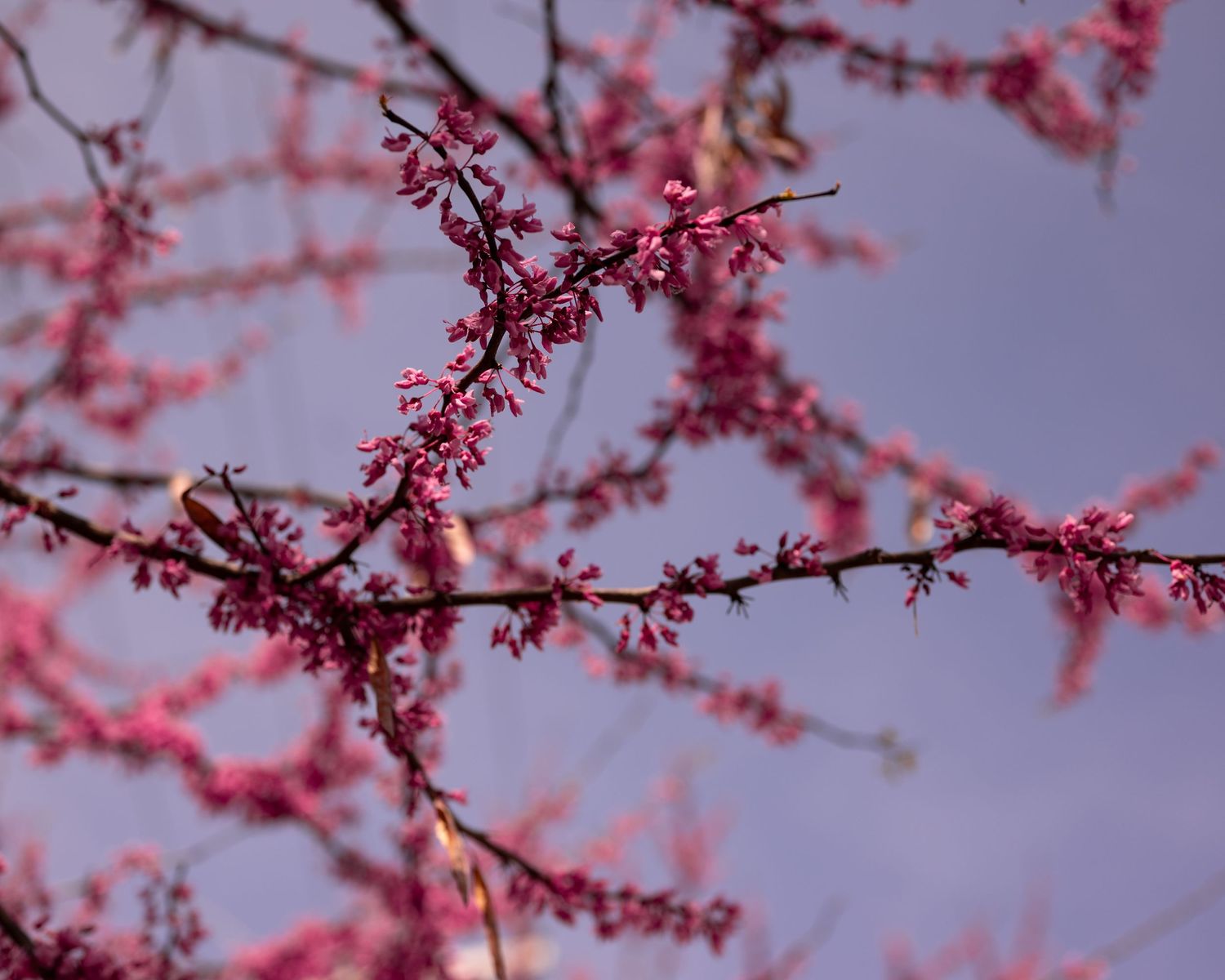 Close-up of vibrant pink cherry blossom branches blooming against a soft purple twilight sky.