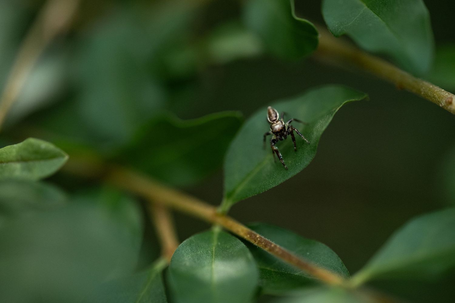 A jumping spider perched on a green leaf surrounded by lush foliage in a natural outdoor setting by Ashley Renee Gallery.