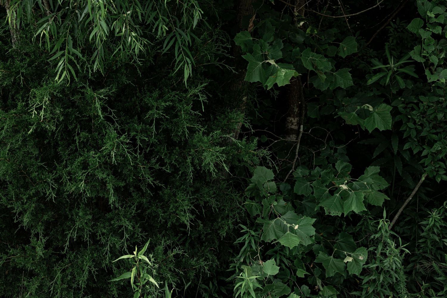 Dense green jungle foliage with ivy and bamboo-like plants in a dark, lush forest setting by Ashley Renee Gallery.