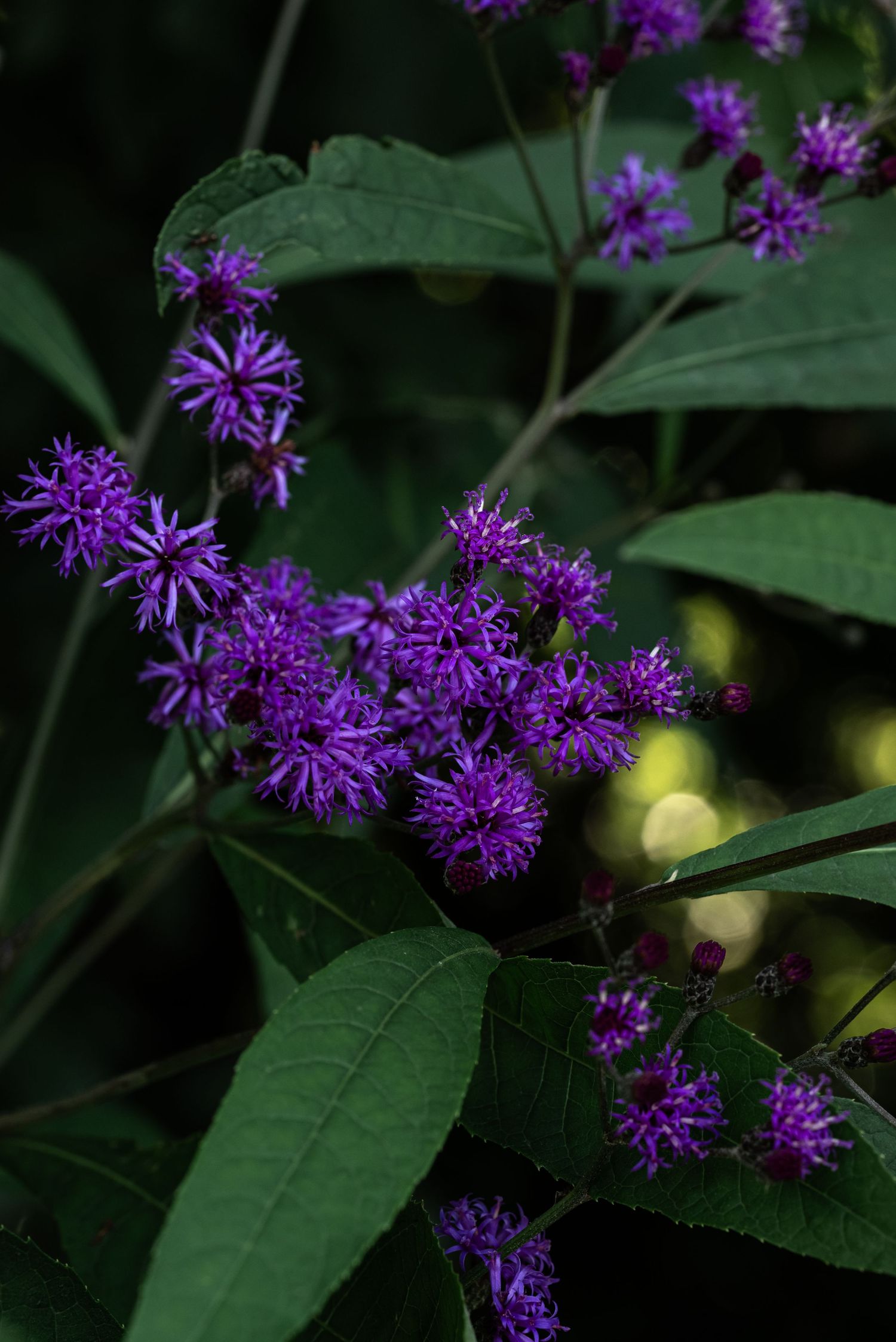 Vibrant purple ironweed wildflowers with spiky blooms cluster among lush green leaves in a shaded garden setting Ashley Renee Gallery.