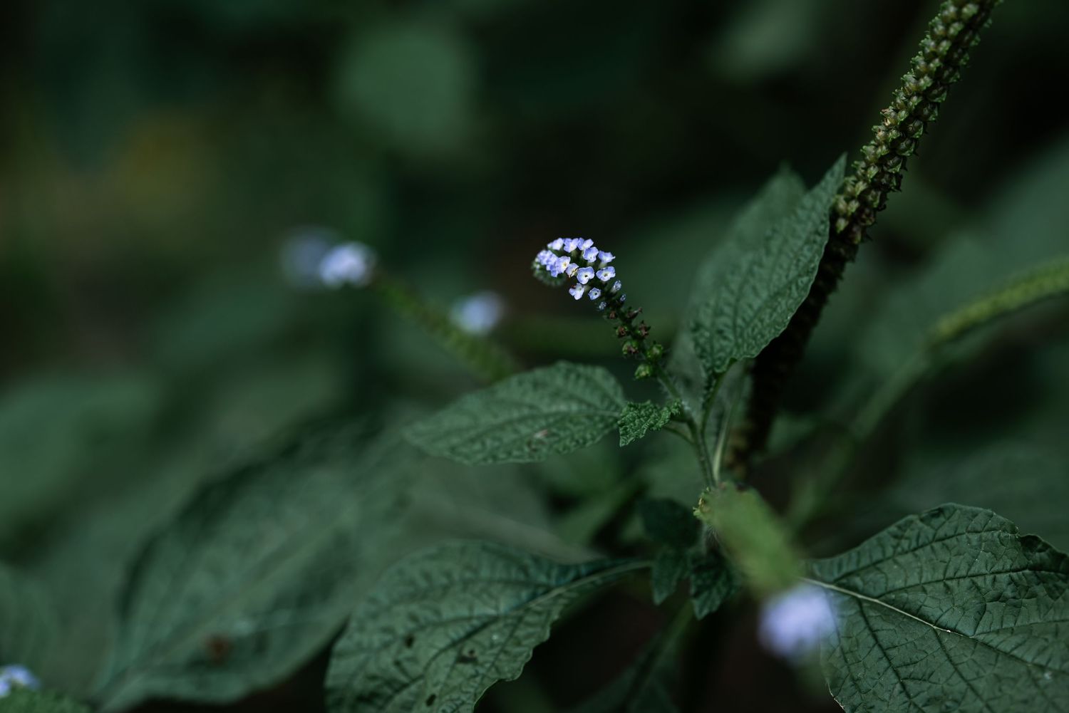 Close-up of a small white wildflower blooming among lush green leaves in a dark, moody garden setting by Ashley Renee Gallery.