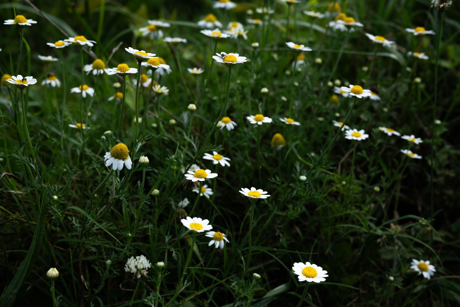 A field of white daisy flowers with yellow centers blooming among lush green grass in a natural meadow setting by Ashley Renee Gallery.