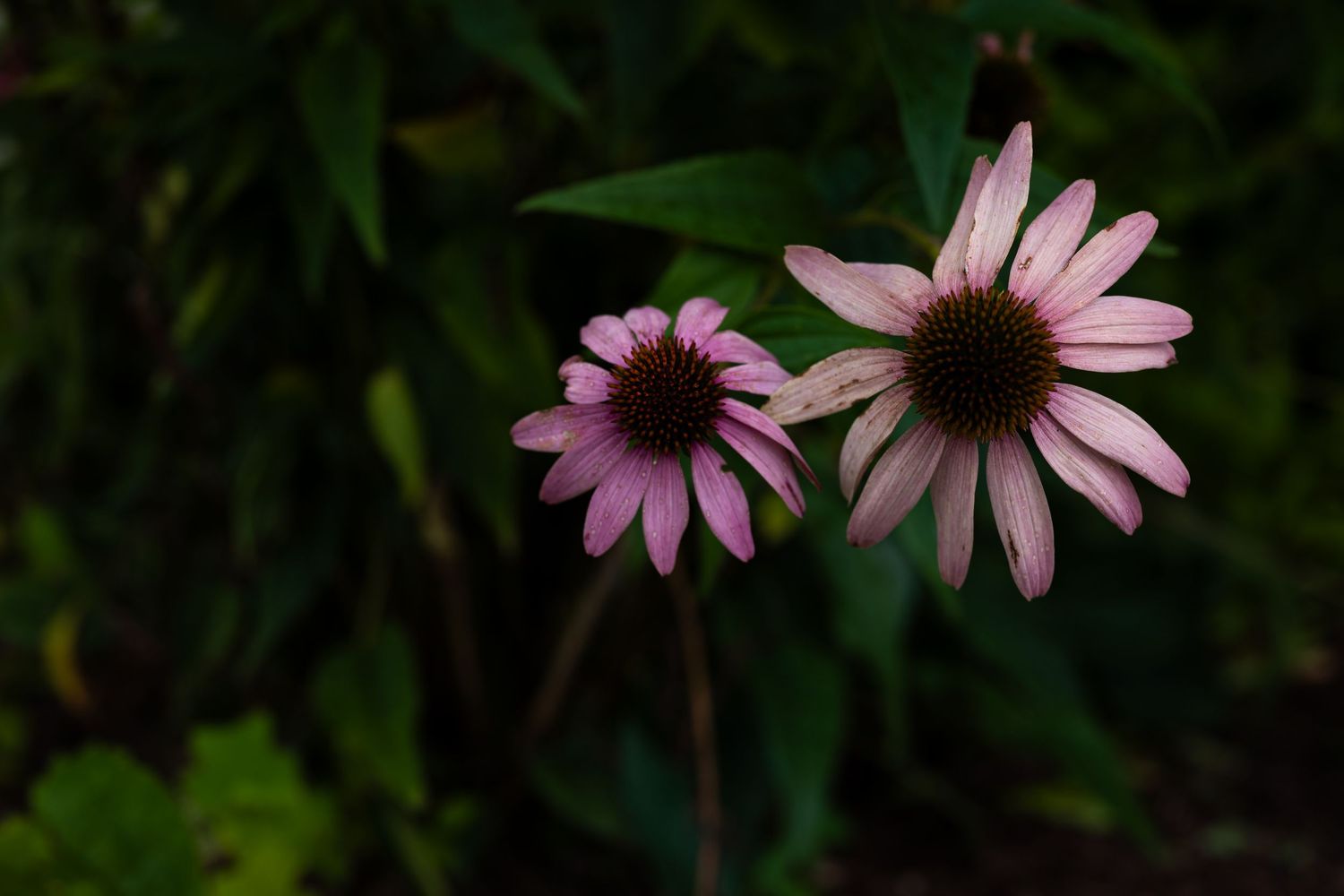 Two pink echinacea coneflowers with dark centers bloom against a lush green leafy background by Ashley Renee Gallery.