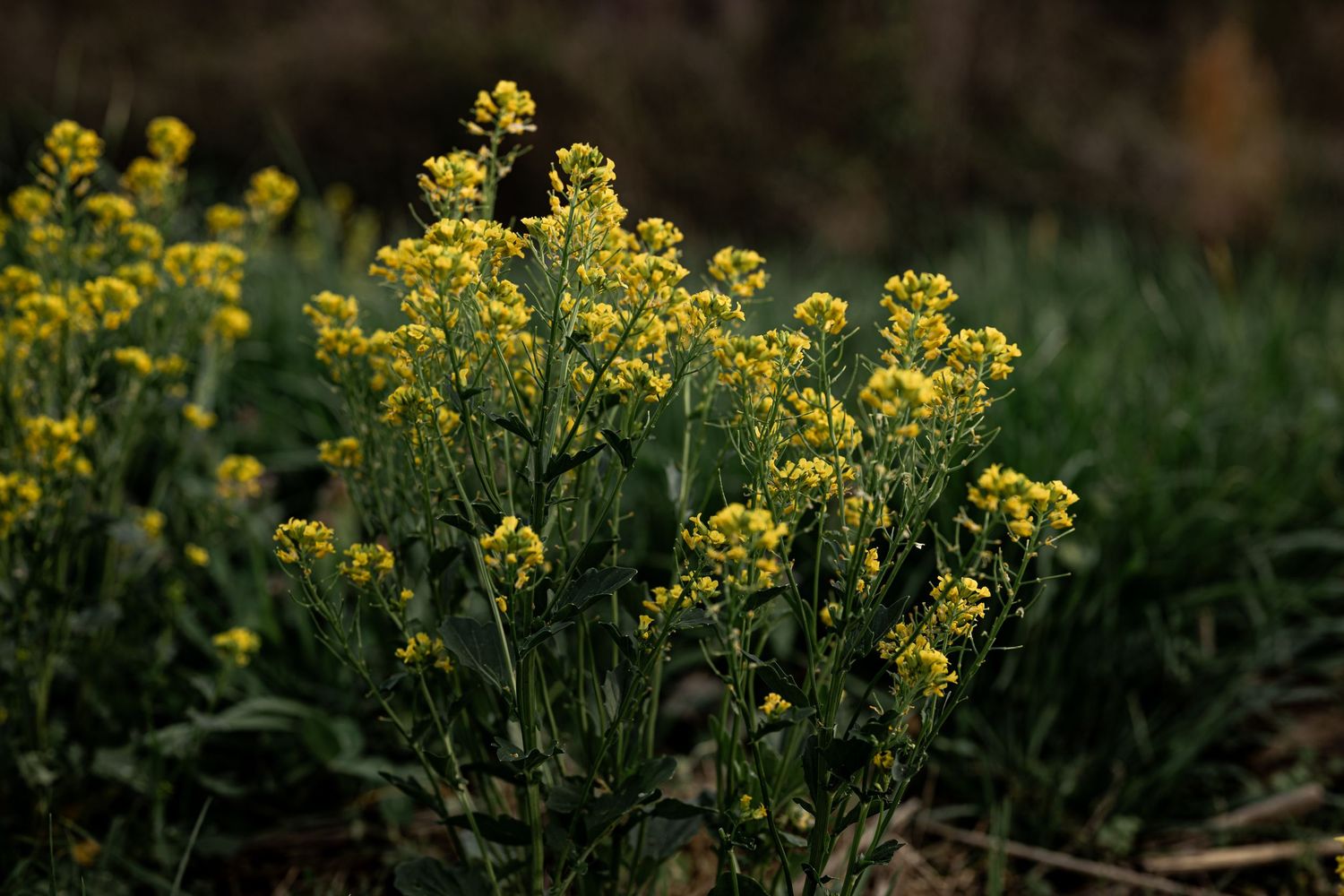 Bright yellow wildflowers blooming on green stems in a natural outdoor setting with a dark foliage background by Ashley Renee Gallery.
