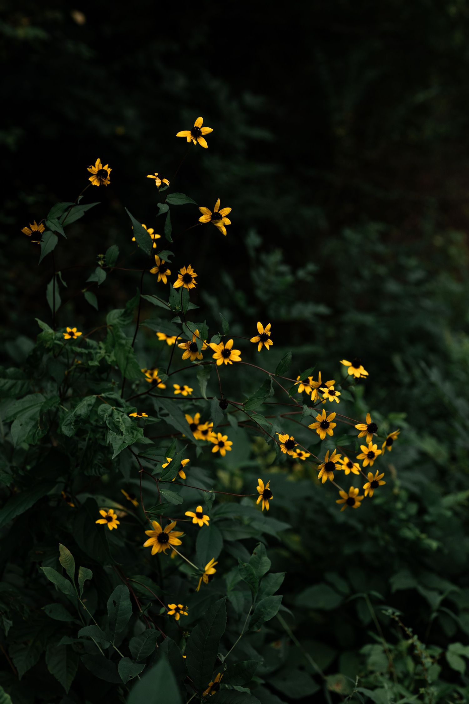 Bright yellow black-eyed Susan wildflowers bloom against dark green foliage in a moody, shadowy garden setting by Ashley Renee Gallery.