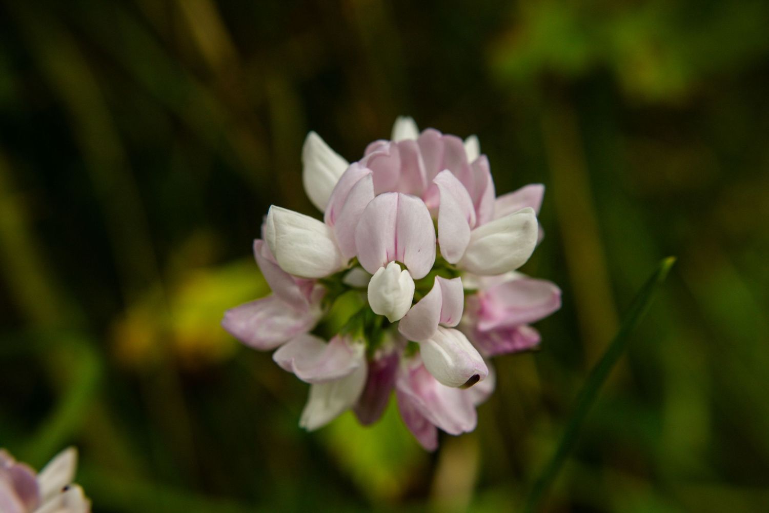 Close-up of a delicate pink and white clover flower blooming against a blurred green background by Ashley Renee Gallery.