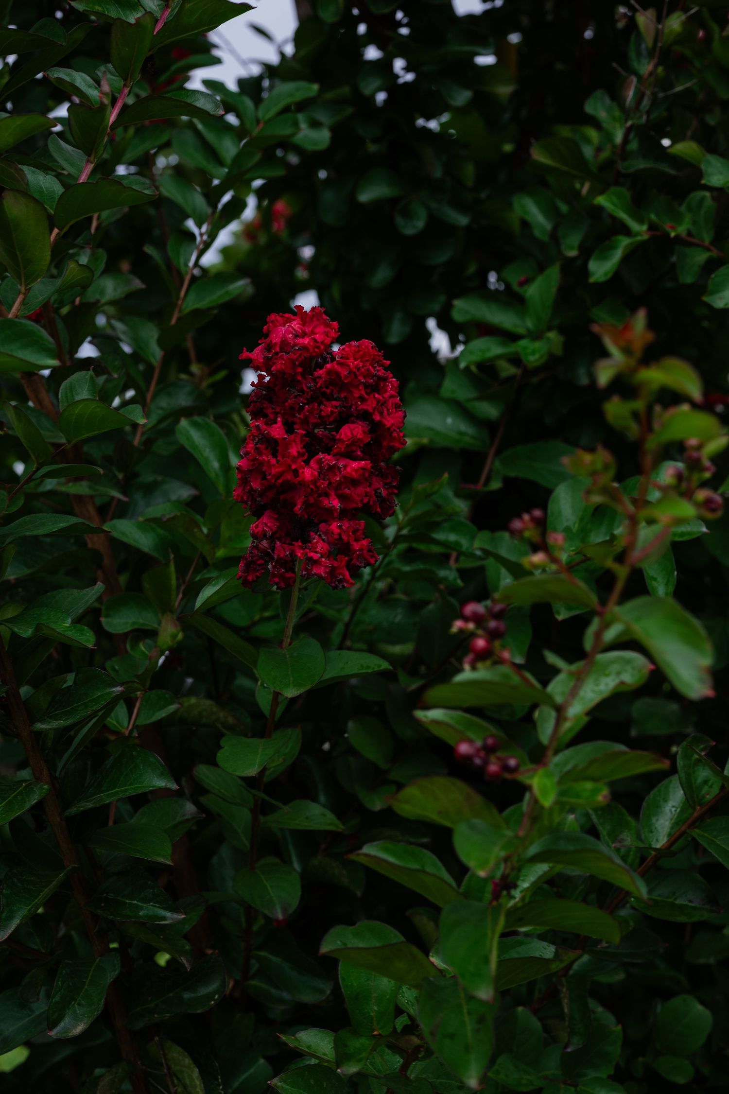 Vibrant red crepe myrtle bloom surrounded by lush green leaves on a dark moody background by Ashley Renee Gallery.