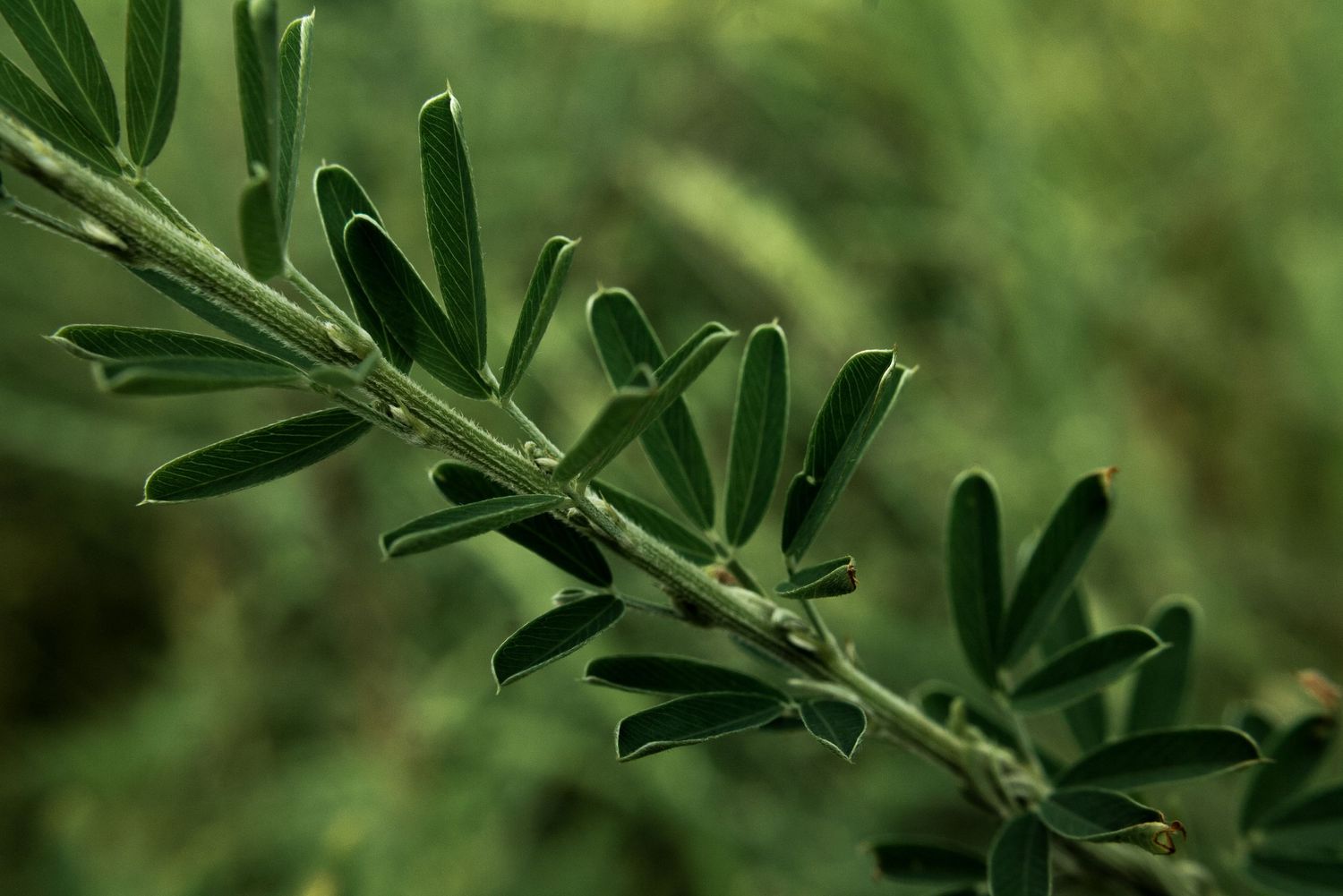 Close-up of dark green narrow leaves on a woody stem with a blurred green background by Ashley Renee Gallery.