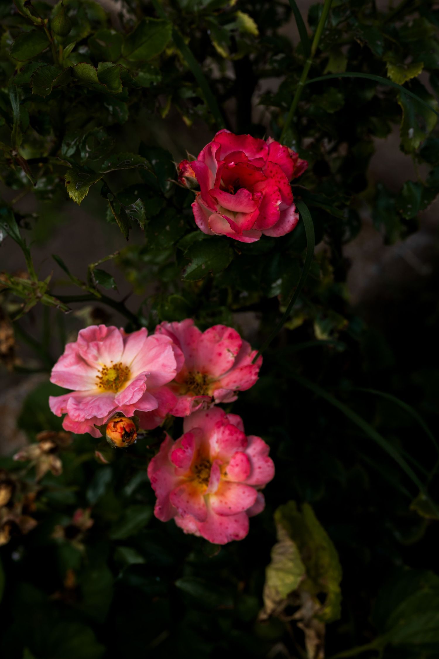 Pink roses in various stages of bloom with green leaves on a dark background, with a small insect visible.